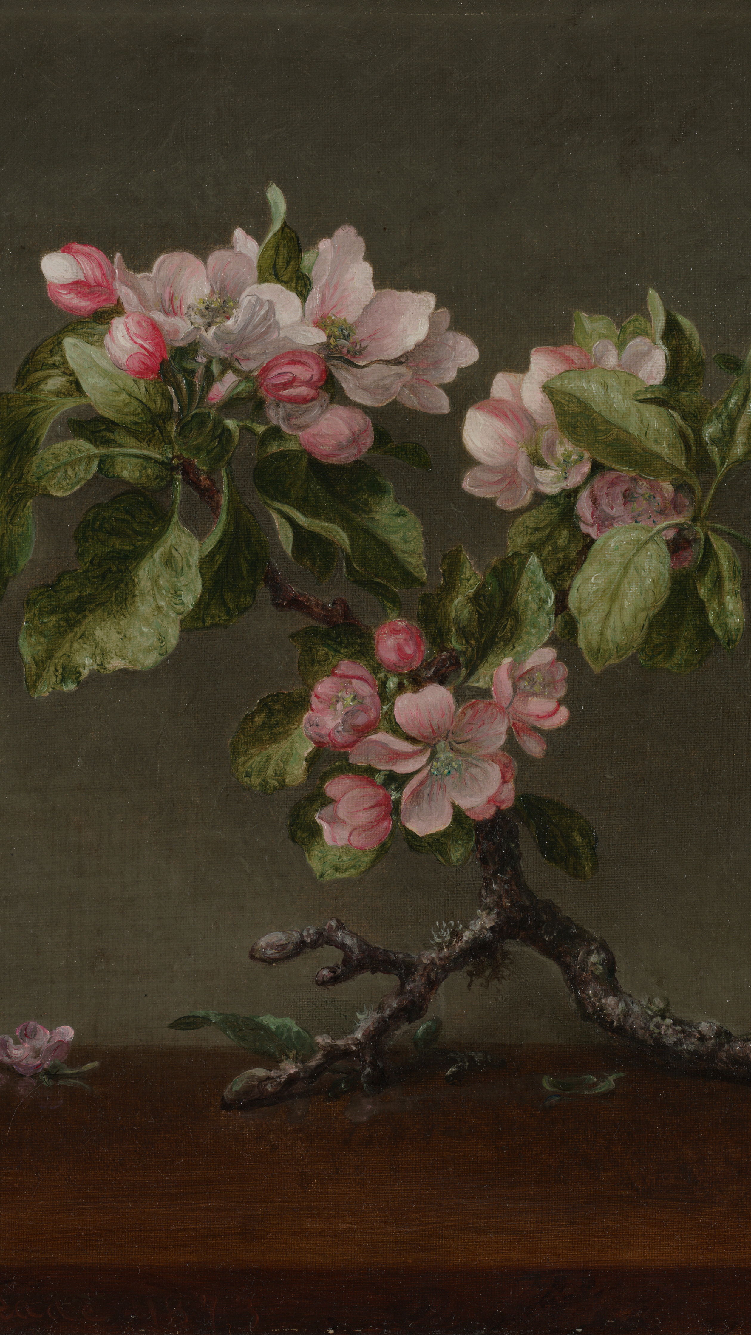 Apple Blossoms, cropped to 9:16, vertical phone background