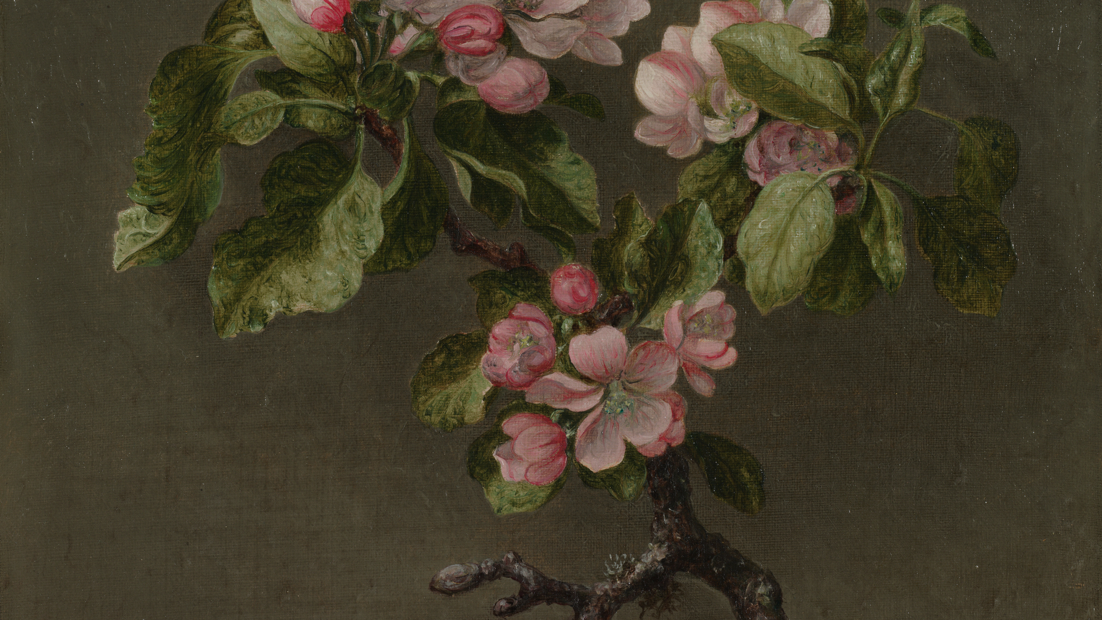 Apple Blossoms, cropped to 16:9, desktop background