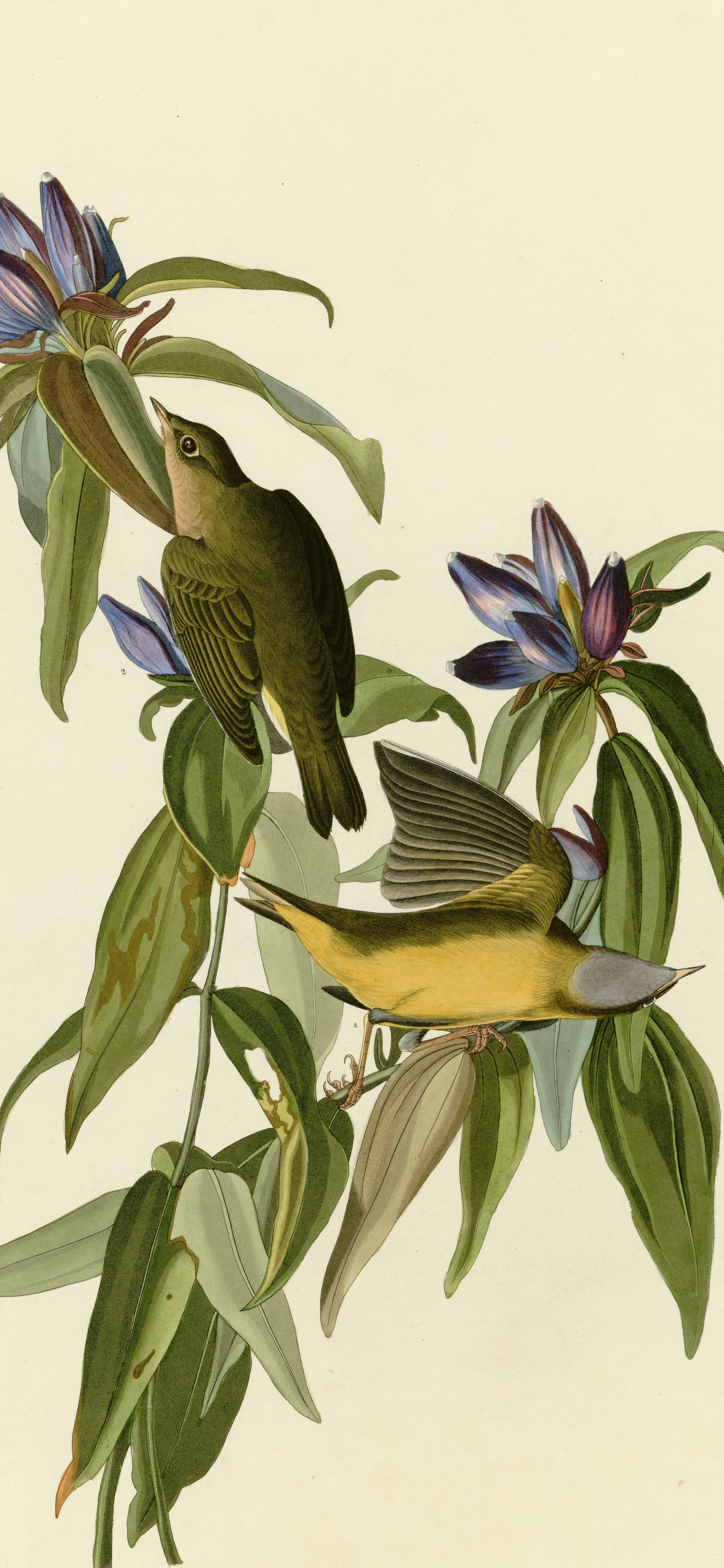 Connecticut Warbler, cropped to 9:19.5, tall phone background