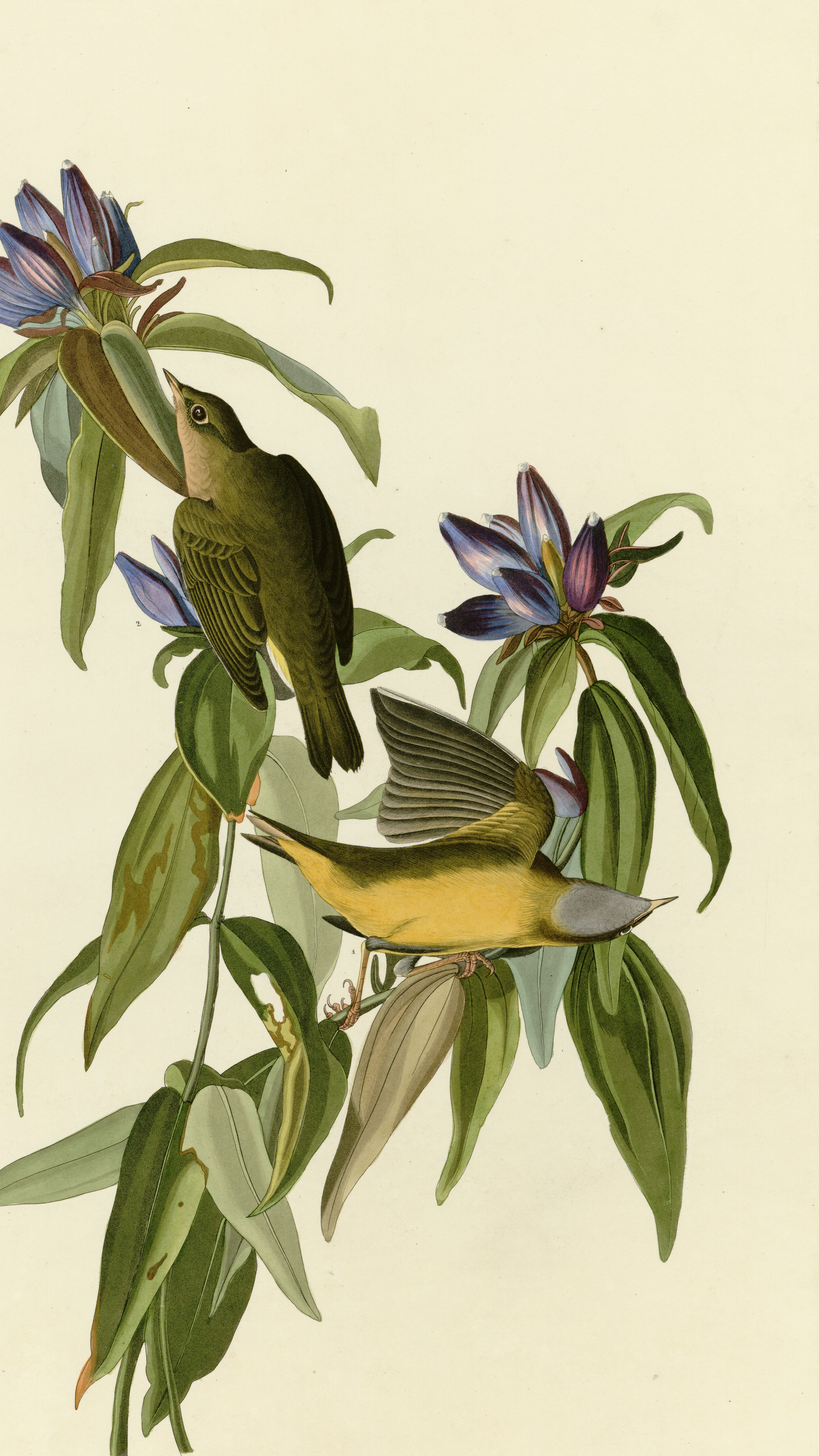 Vertical iPhone background from an Audubon engraving: dark olive warbler above yellow-green warbler on a stem of deep blue gentian flowers, long lance-shaped leaves, cream paper