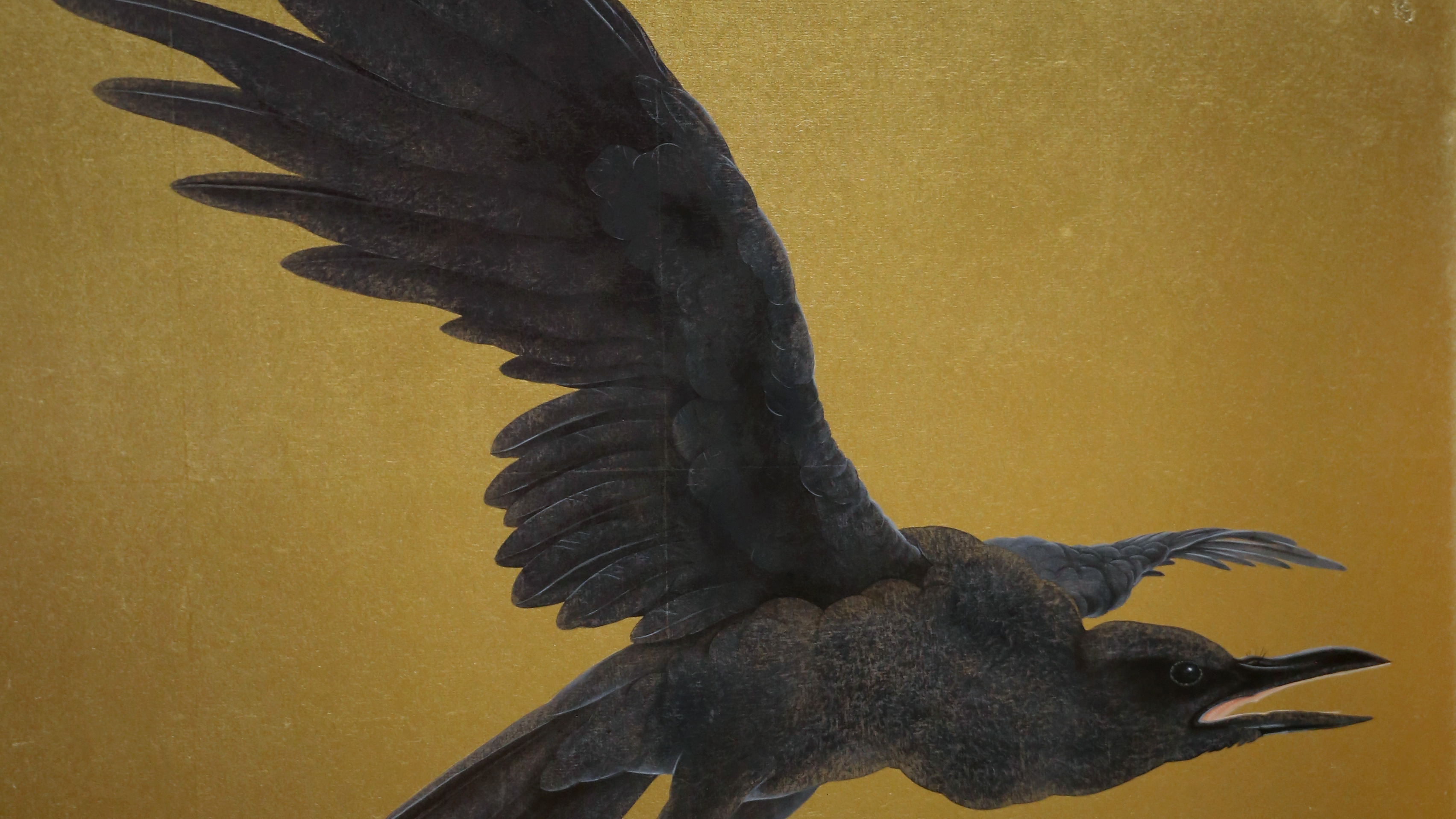 Crow in flight, cropped to 16:9, desktop background