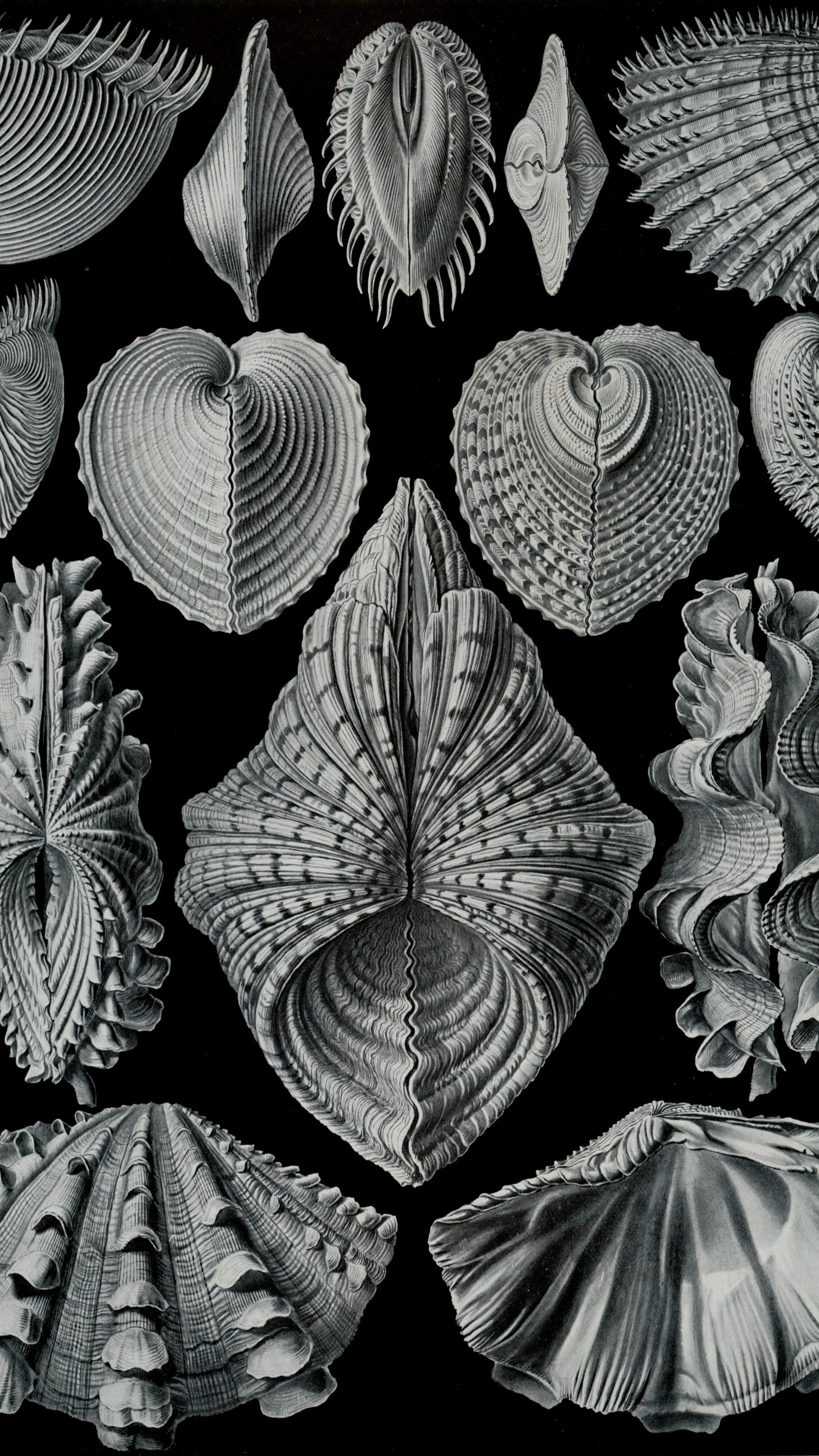 Dark academia vertical iPhone background from a Haeckel plate: white and silver bivalve shells arranged in rows against black