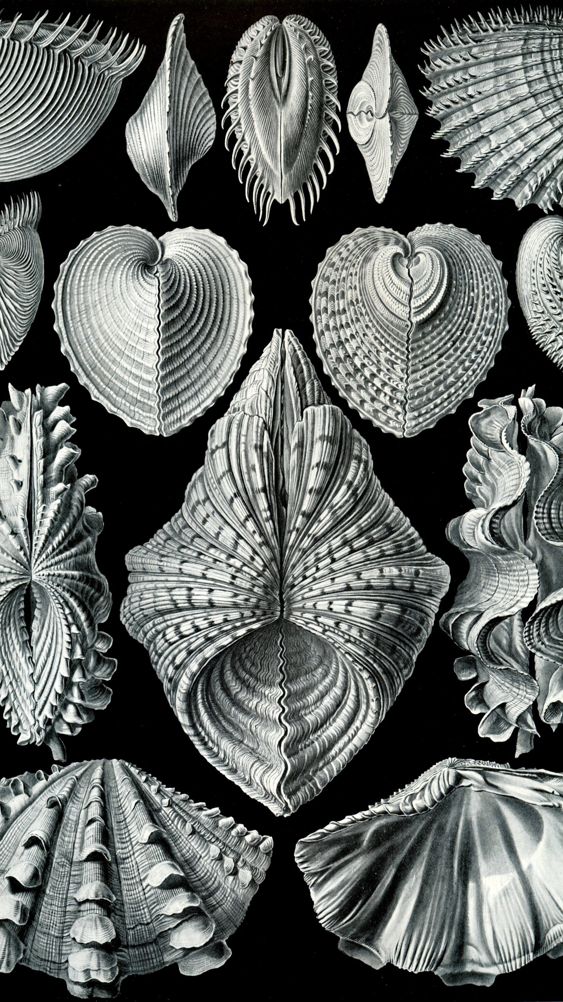 Dark academia vertical iPhone background from a Haeckel plate: white and silver bivalve shells arranged in rows against black
