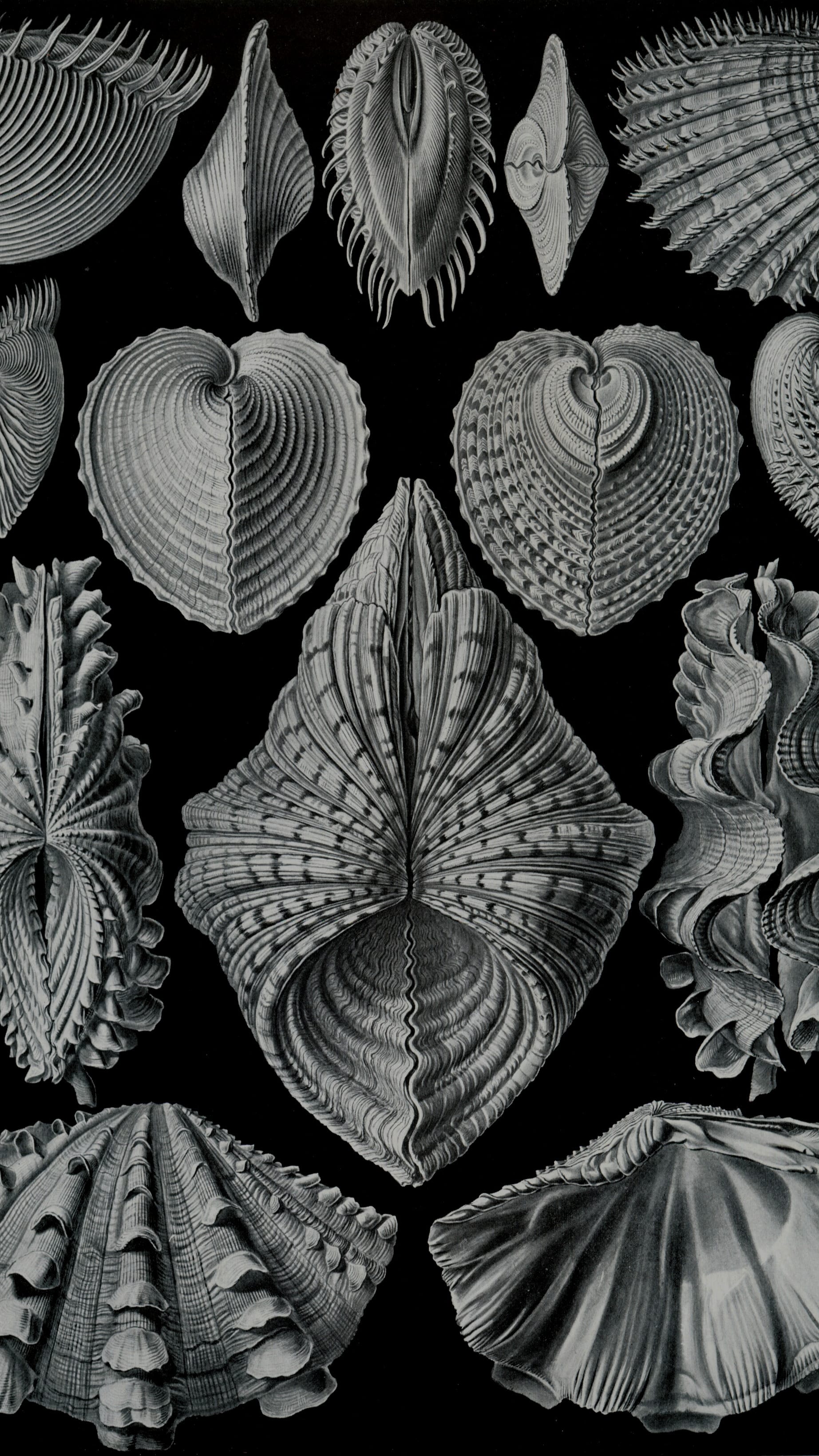Dark academia vertical iPhone background from a Haeckel plate: white and silver bivalve shells arranged in rows against black