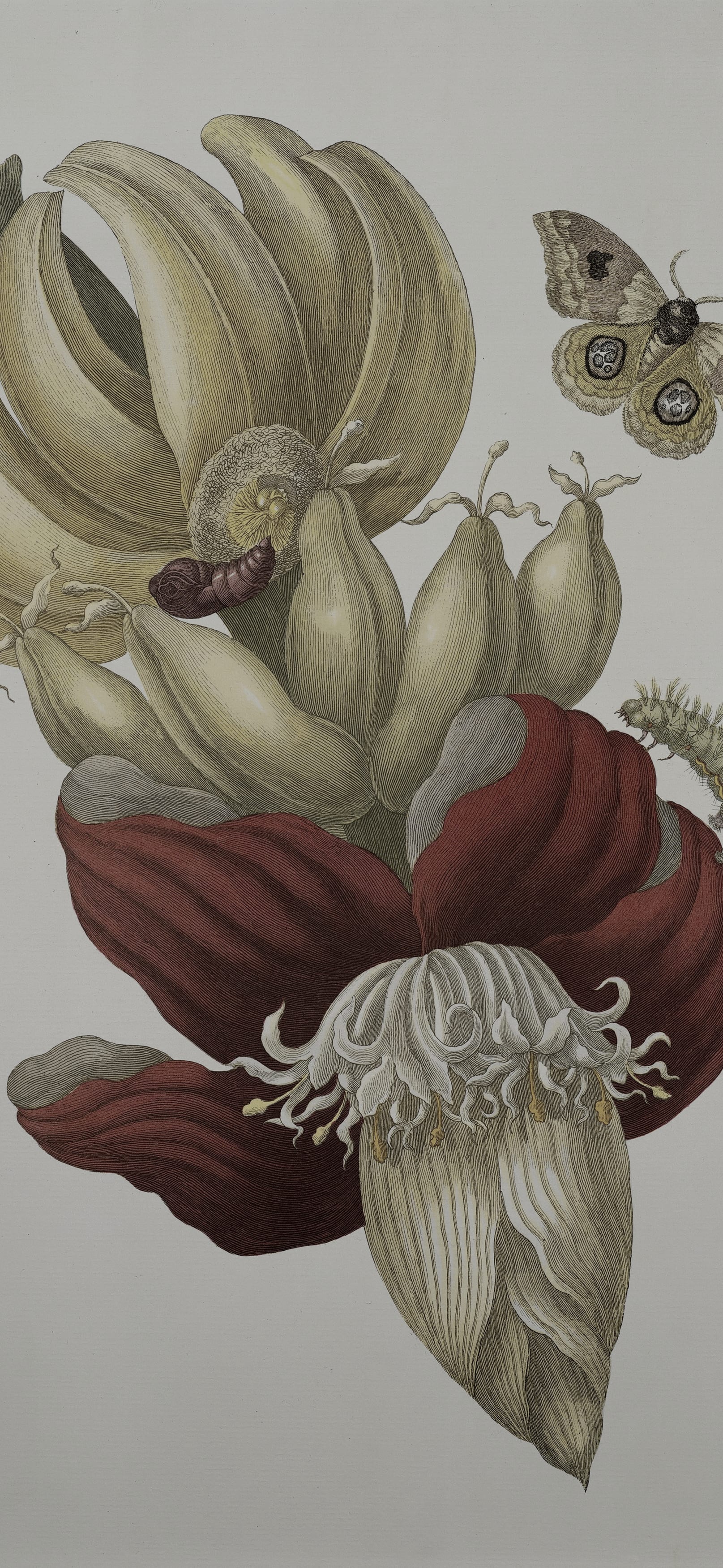Banana Flower, cropped to 9:19.5, tall phone background