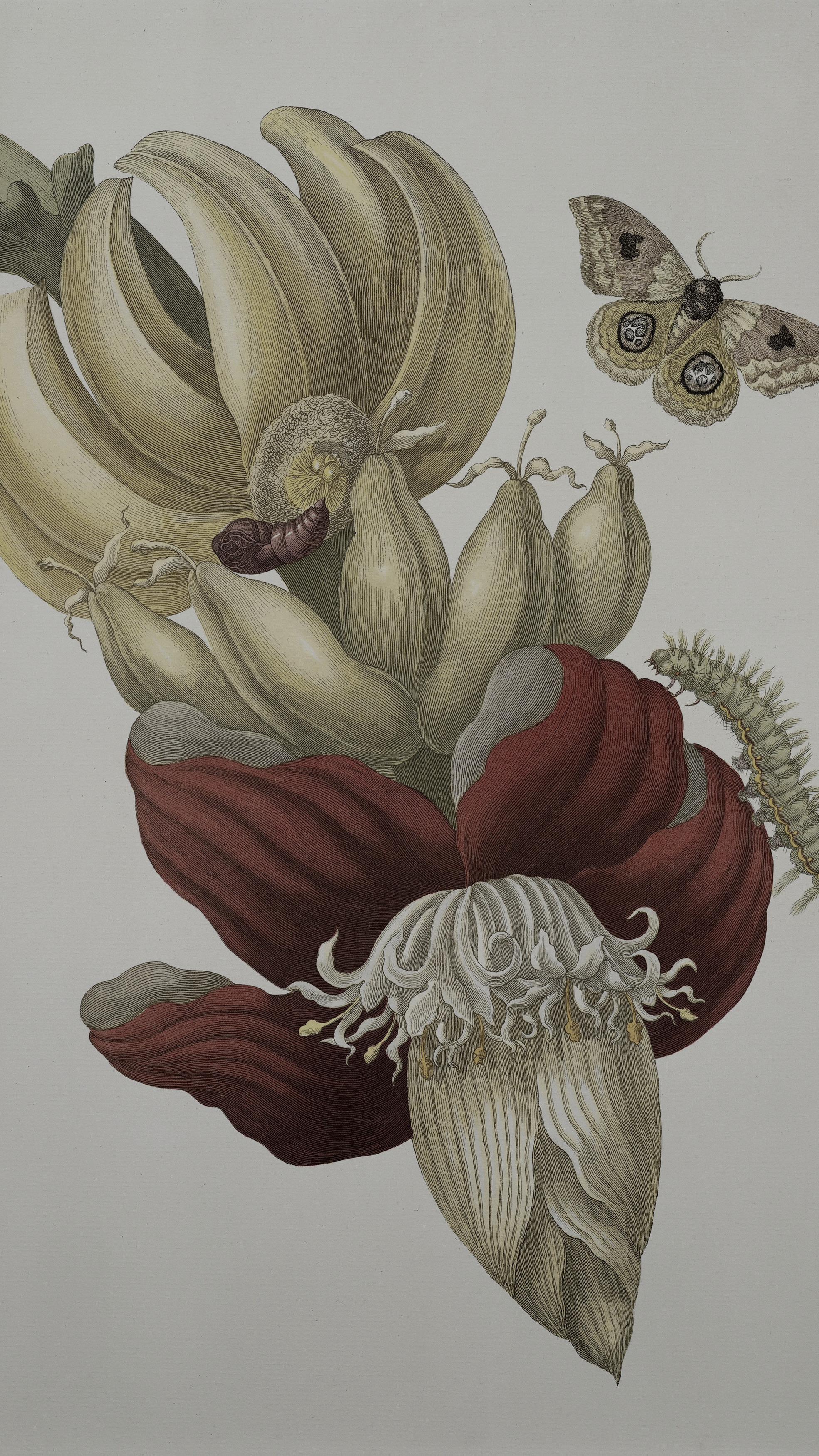 Vertical iPhone background from a Merian engraving: yellow banana bunch and deep-red banana flower bract with white stamens, spotted moth flying above, green caterpillar below, cream ground