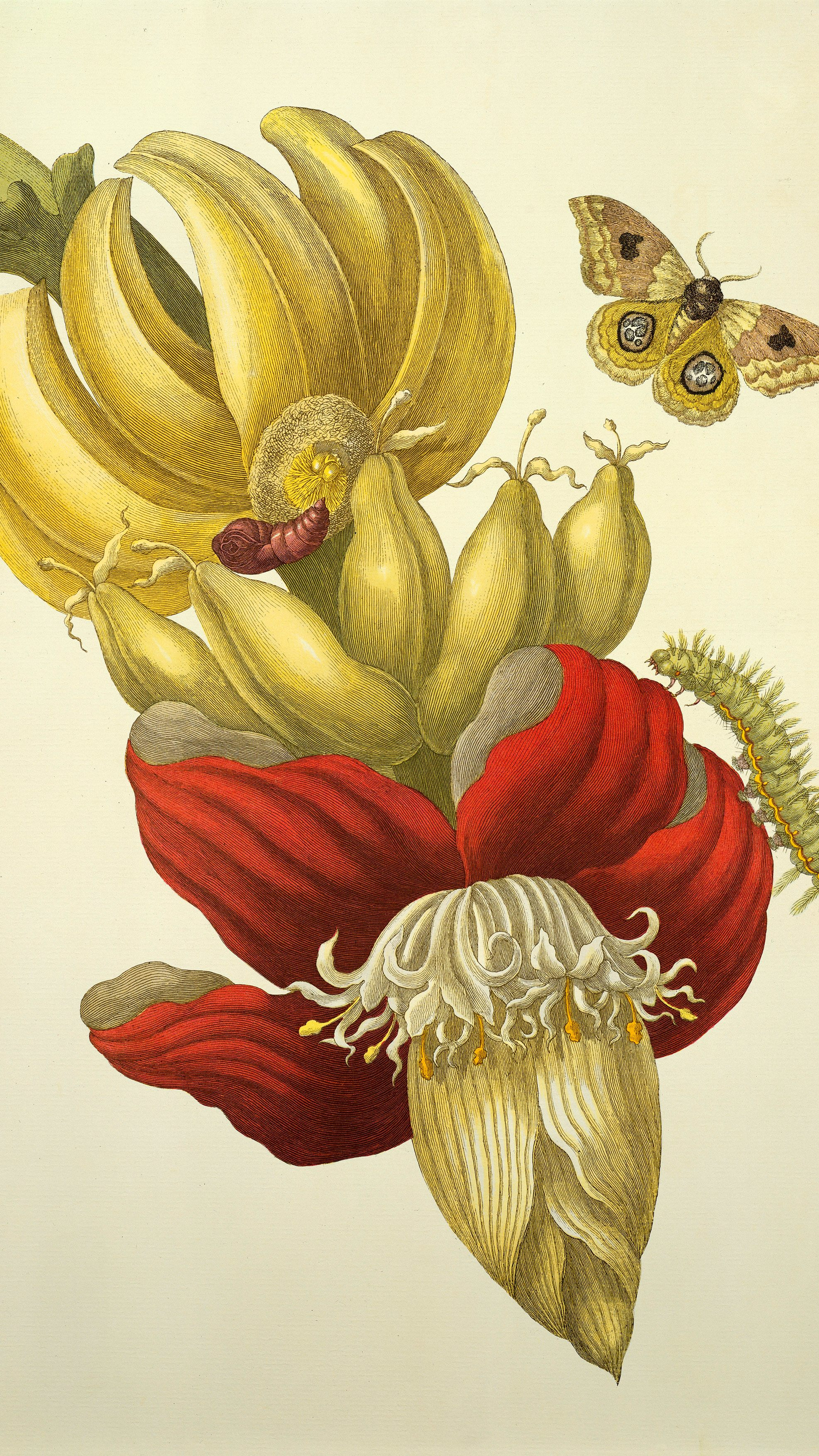 Vertical iPhone background from a Merian engraving: yellow banana bunch and deep-red banana flower bract with white stamens, spotted moth flying above, green caterpillar below, cream ground