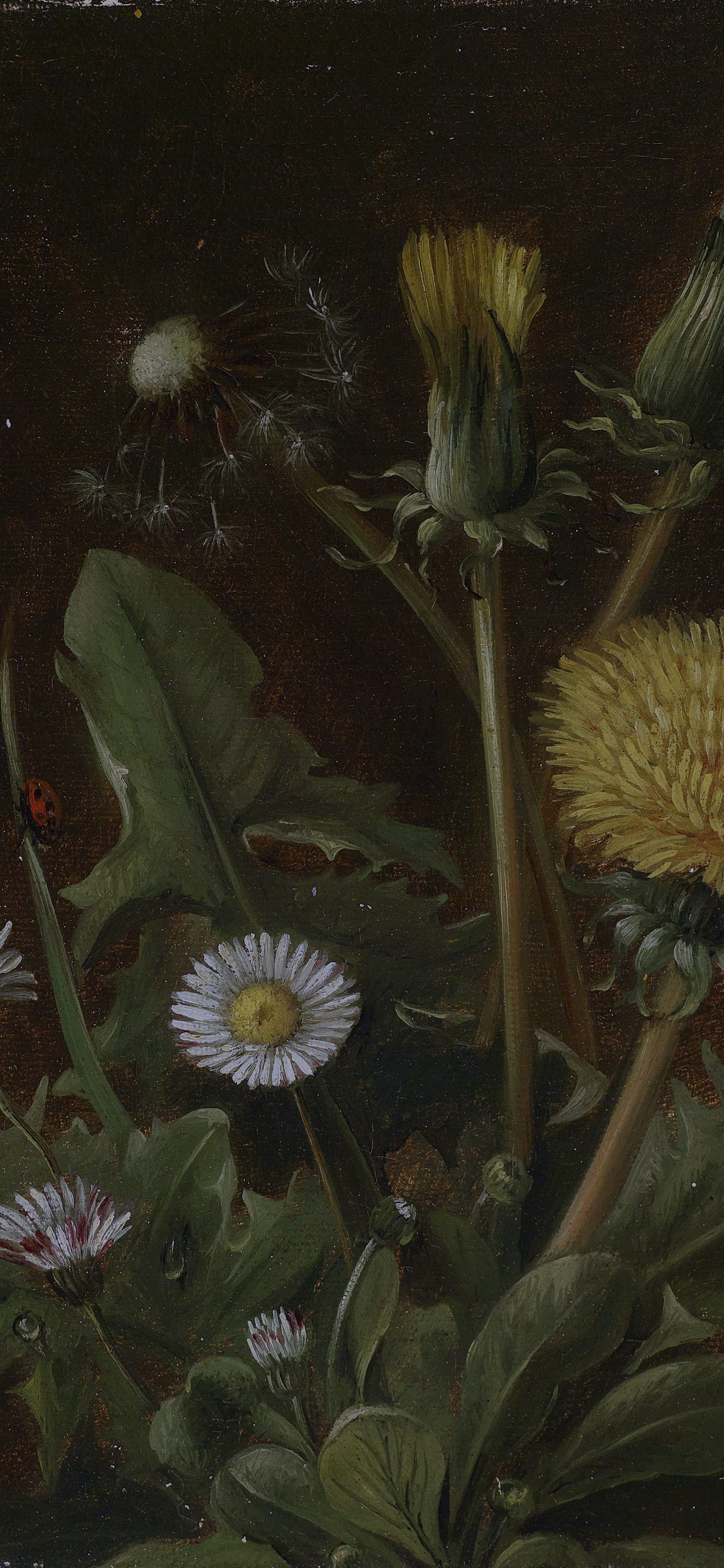 Still Life with Dandelion, cropped to 9:19.5, tall phone background