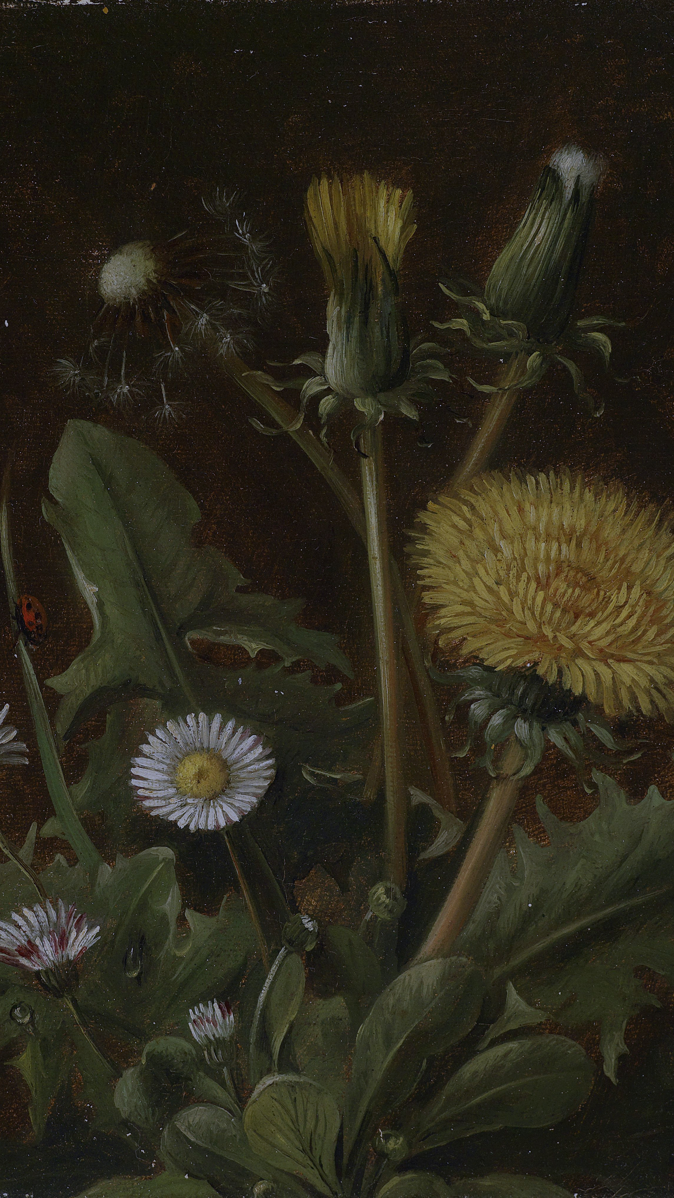 Dark academia vertical iPhone background from a painting: a yellow dandelion in full bloom beside a white seed-head puff and a closed bud, small white daisies below, a ladybug on a leaf, dark brown background