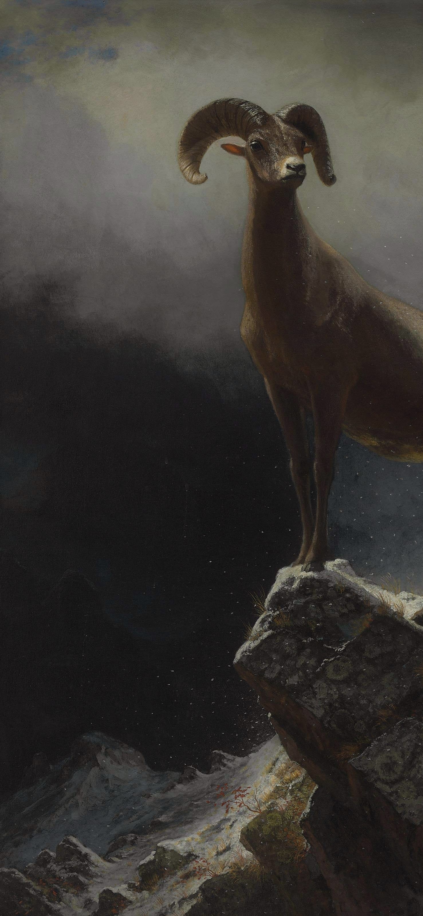 Rocky Mountain Sheep, cropped to 9:19.5, tall phone background