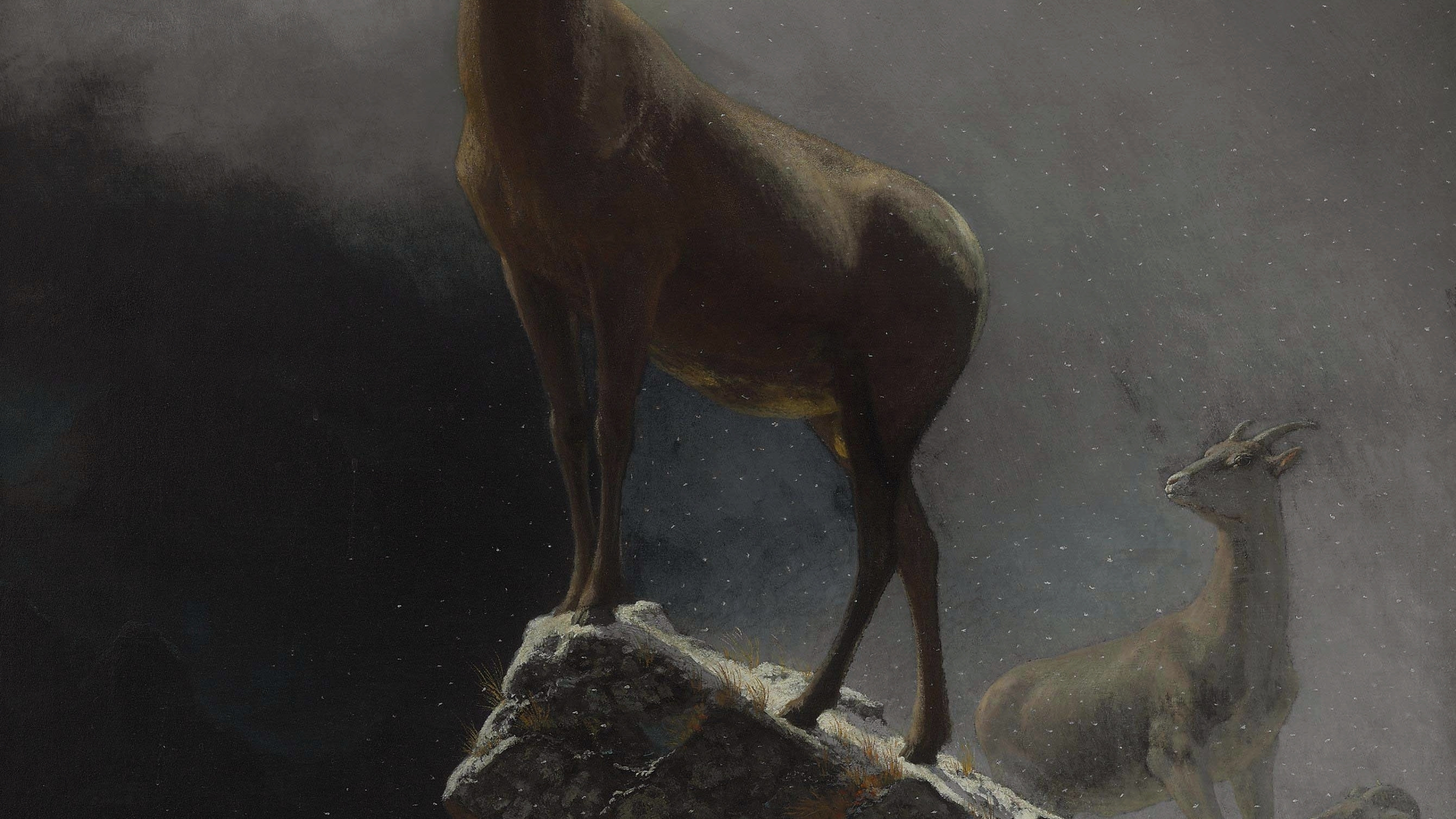 Rocky Mountain Sheep, cropped to 16:9, desktop background