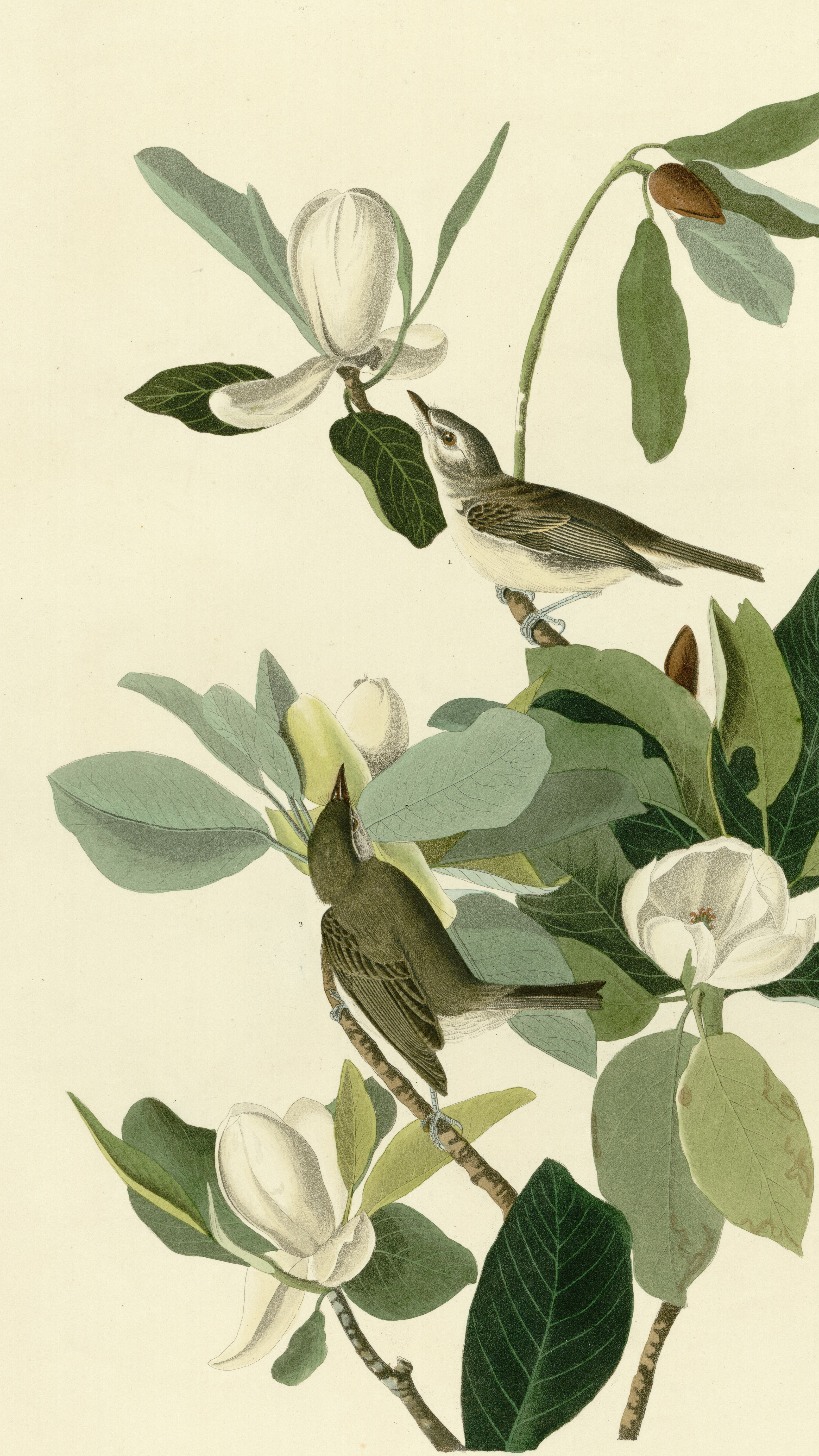 Vertical iPhone background from an Audubon engraving: two streaky brown flycatchers among large white magnolia blooms and broad dark leaves, one bird reaching up toward a flower