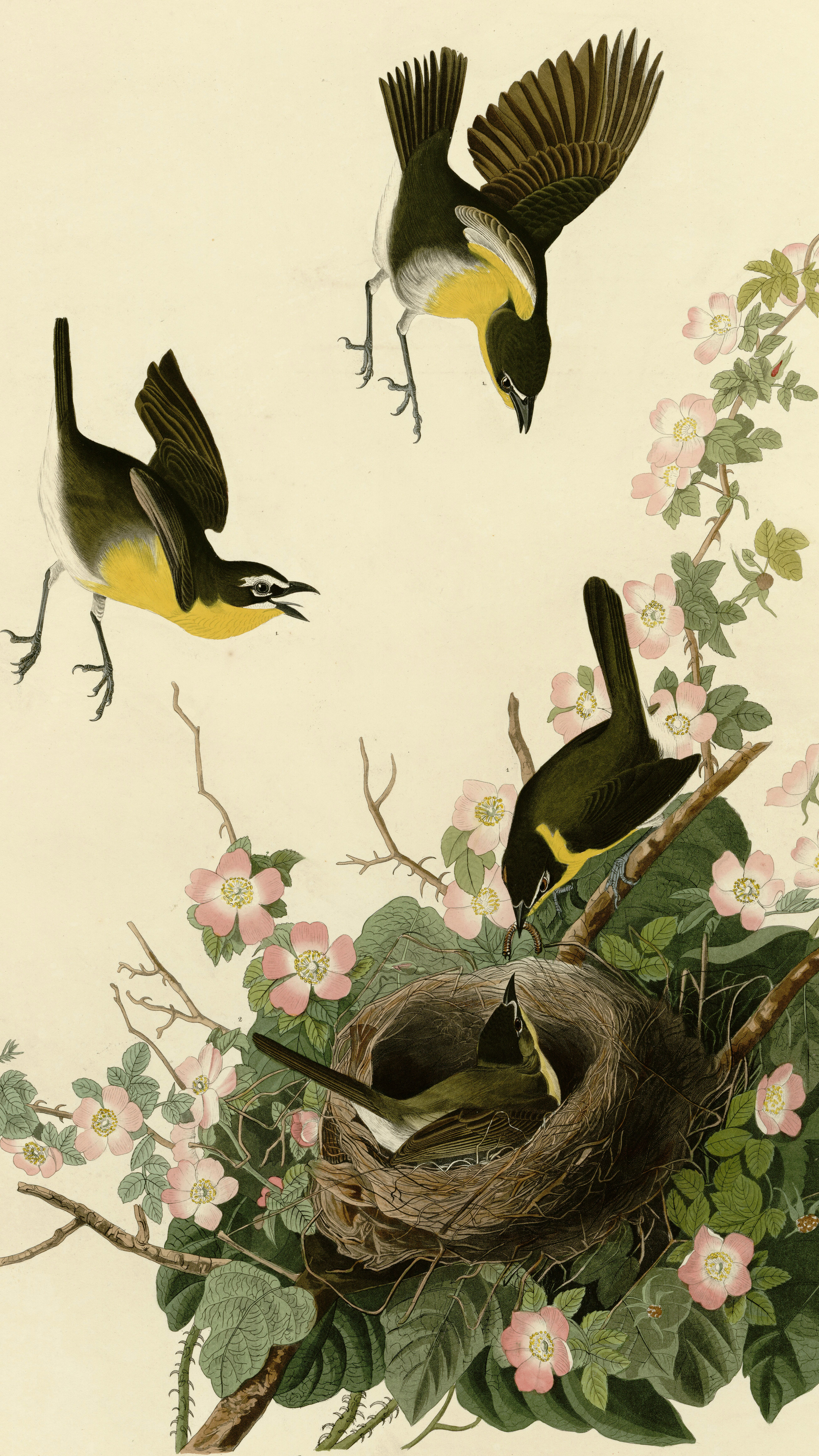 Vertical iPhone background from an Audubon engraving: three yellow-breasted chats with black face masks, two airborne and one tending a woven nest, amid pink wild rose blooms