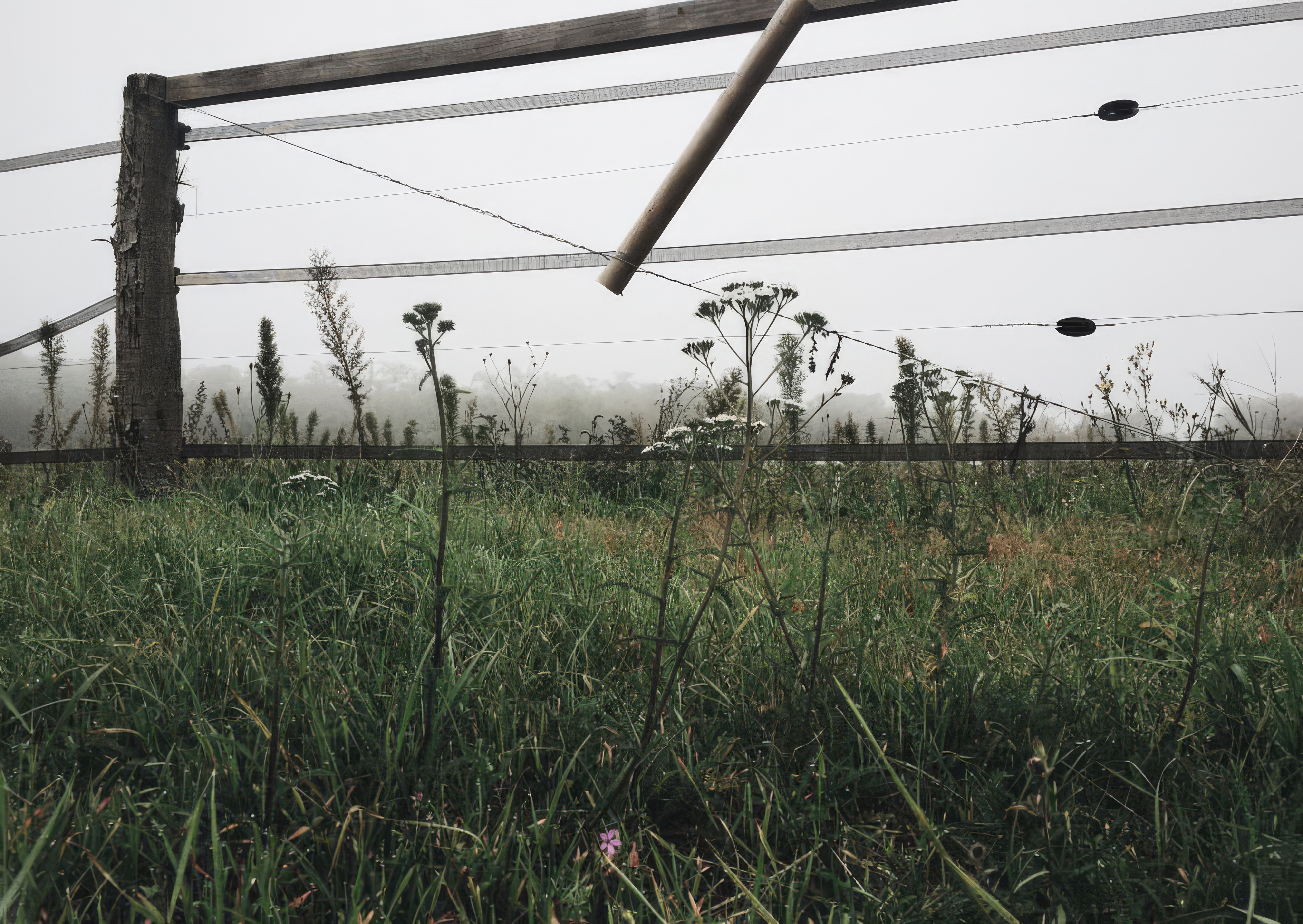 Desktop wallpaper photo: a barbed-wire fence in an overgrown field under flat fog light