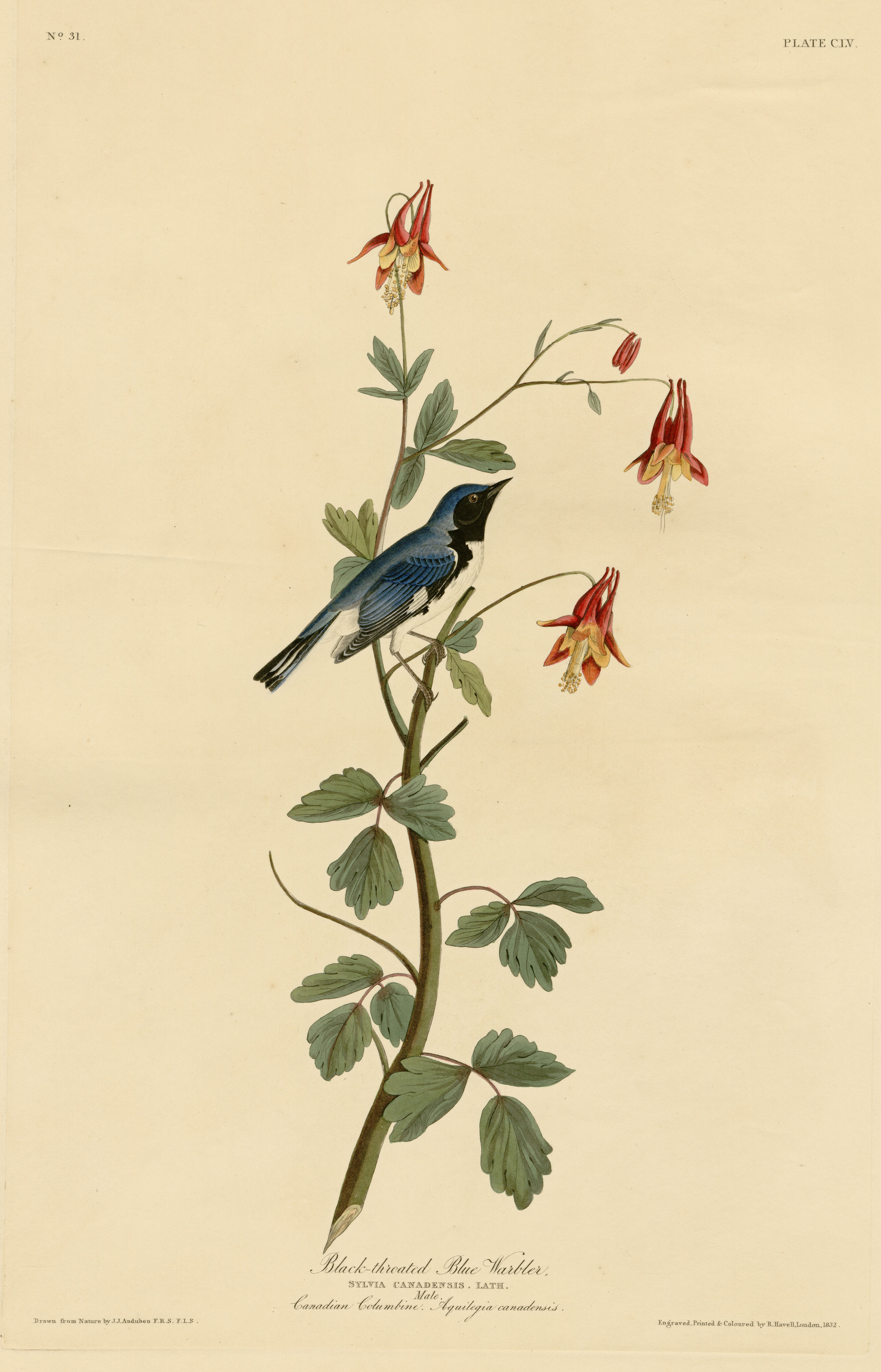 Bird illustration phone wallpaper from an Audubon engraving: a blue and black warbler on a slender stem of red columbine, wide cream paper around it