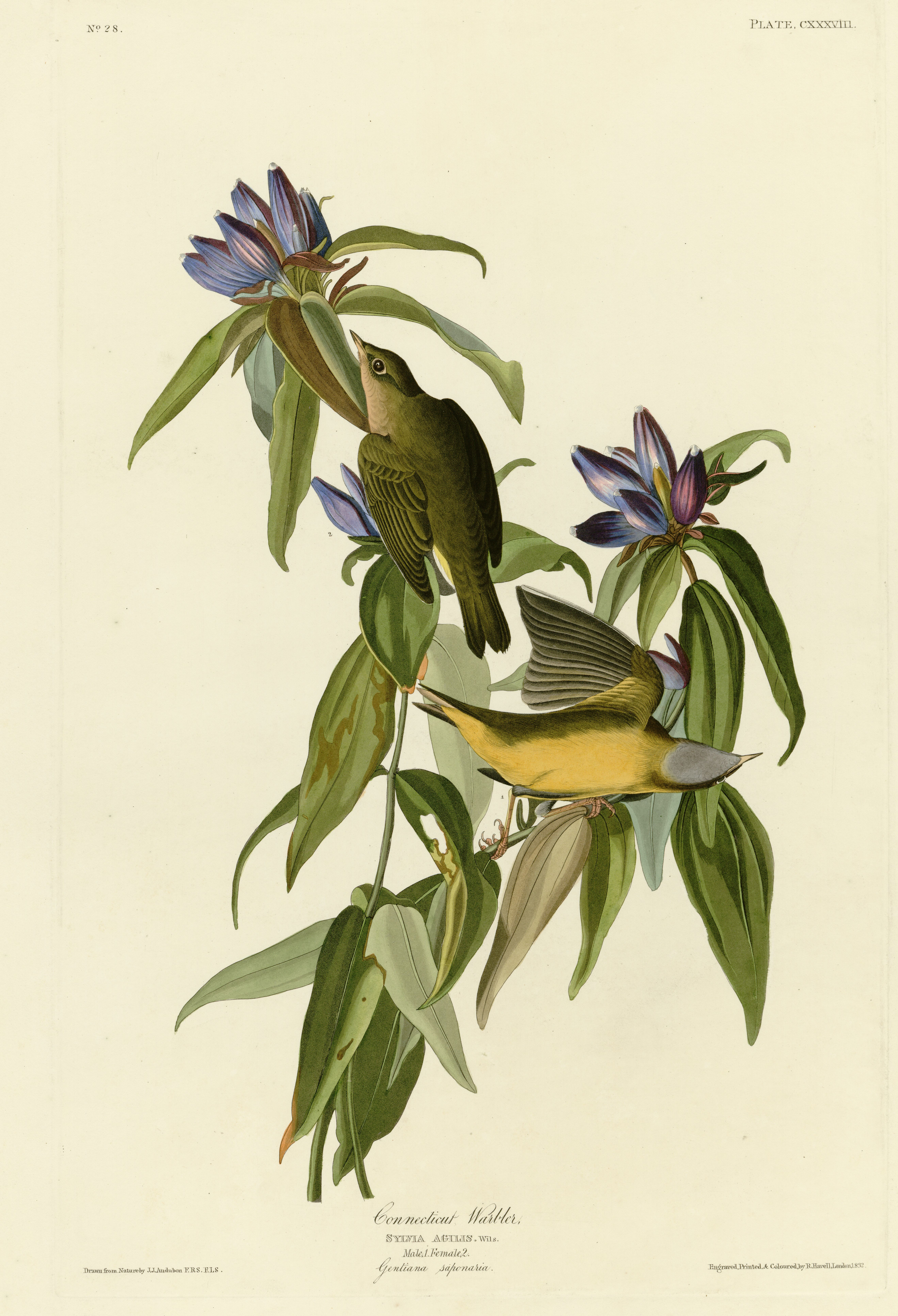 Bird illustration phone wallpaper from an Audubon engraving: two olive and yellow warblers on stems of blue-violet gentian