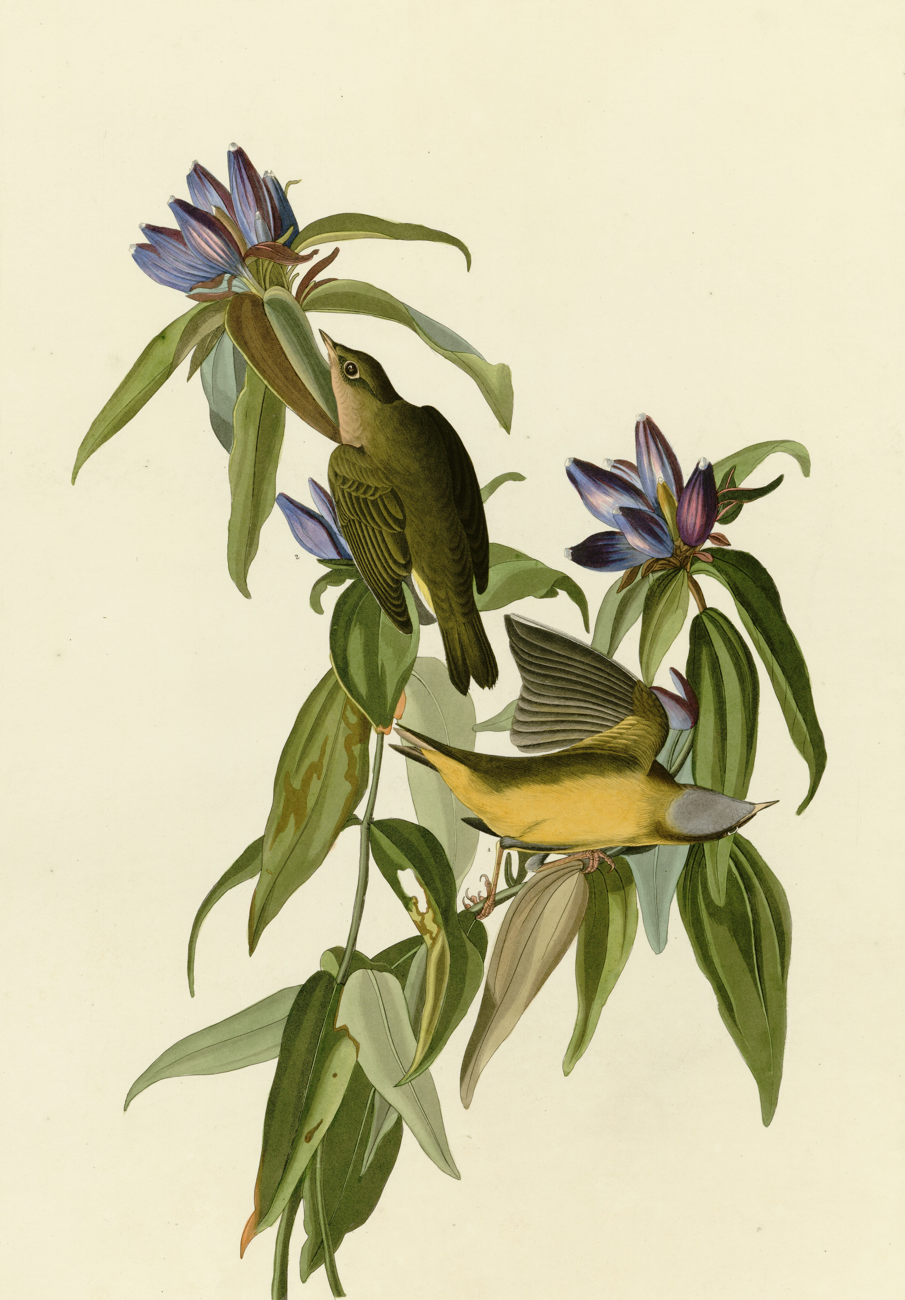 Connecticut Warbler, the whole painting