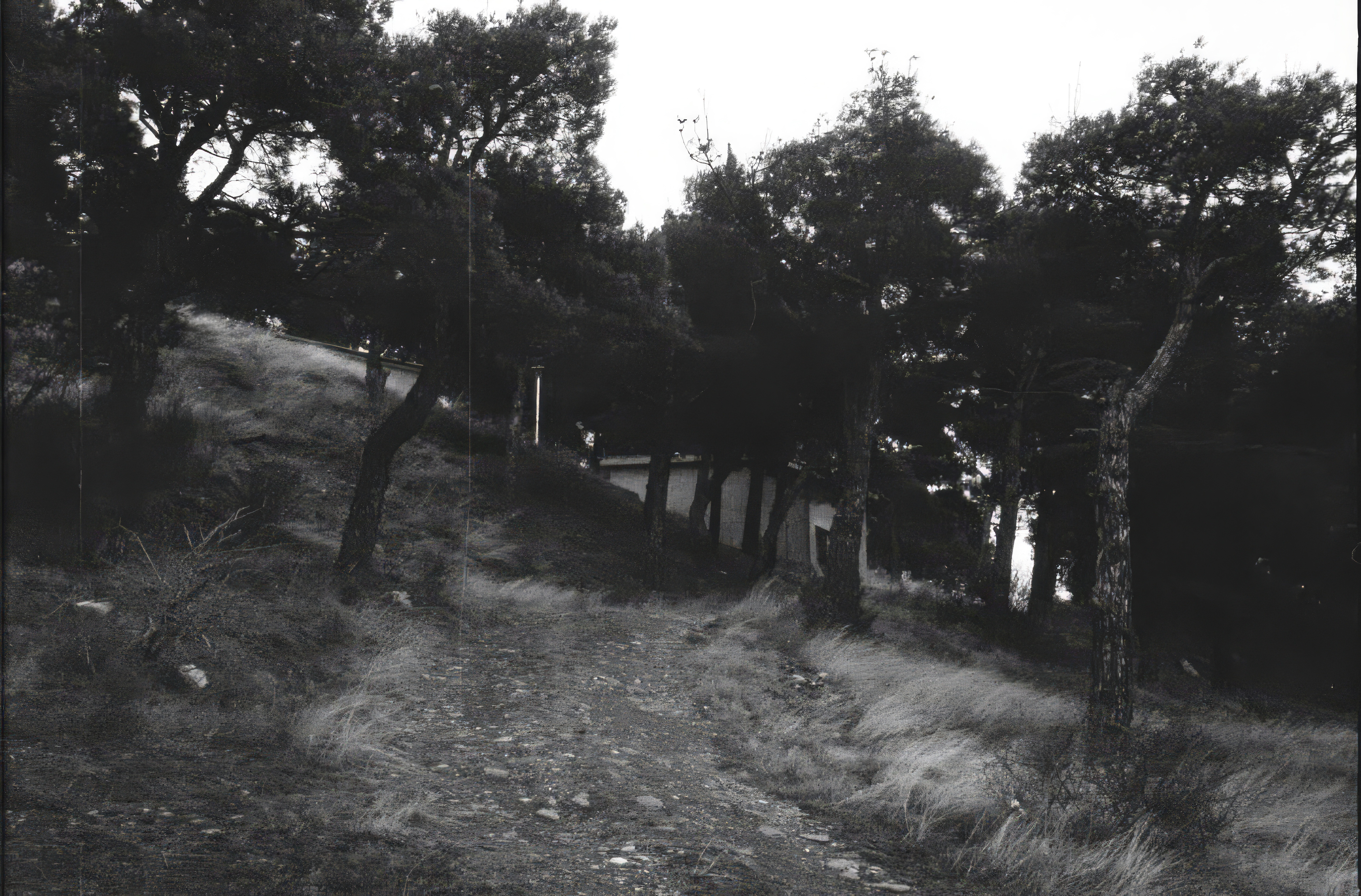 Desktop wallpaper photo: a dark, dense forest path in black and white