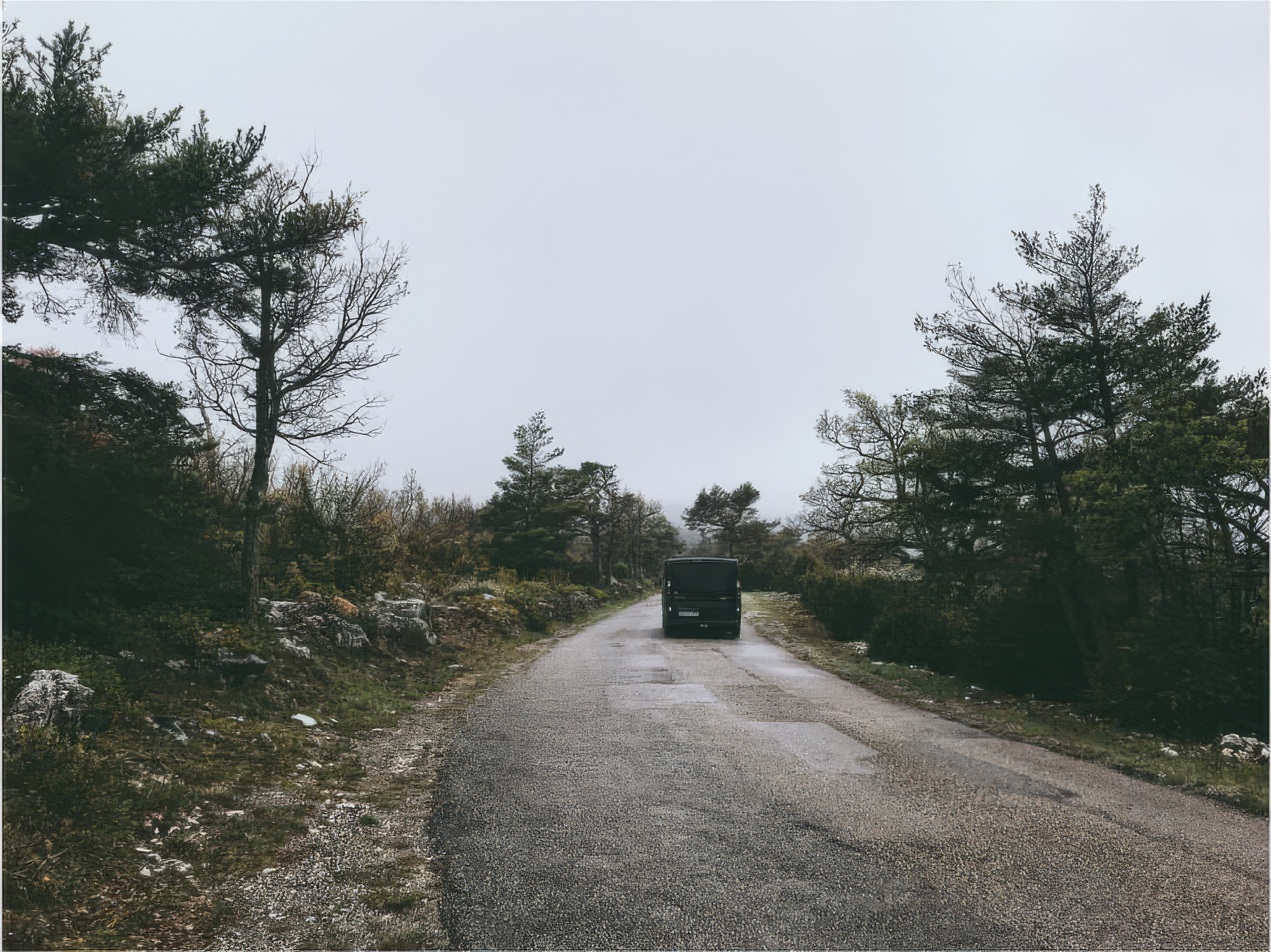 Desktop wallpaper photo: a gravel road curving past pine trees into fog