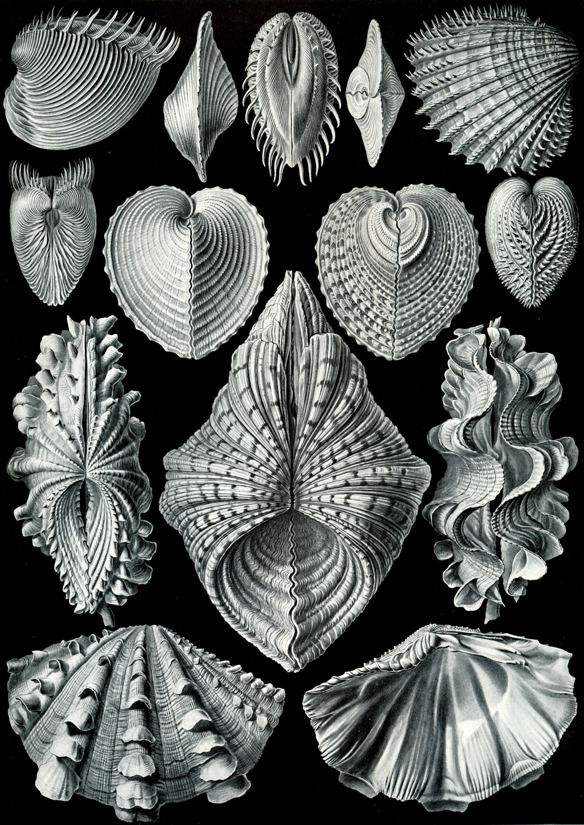 Dark natural history phone wallpaper from a Haeckel plate: white and silver bivalve shells arranged in rows against black