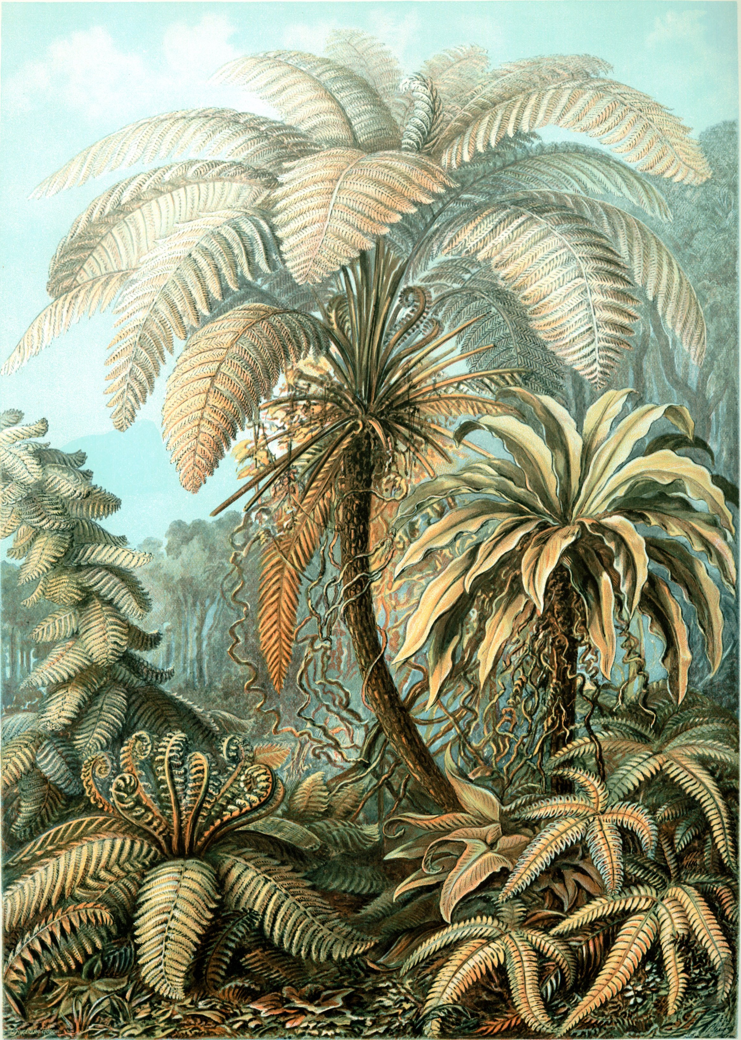 Green jungle phone wallpaper from a Haeckel plate: pale tree ferns against a blue sky above dense undergrowth