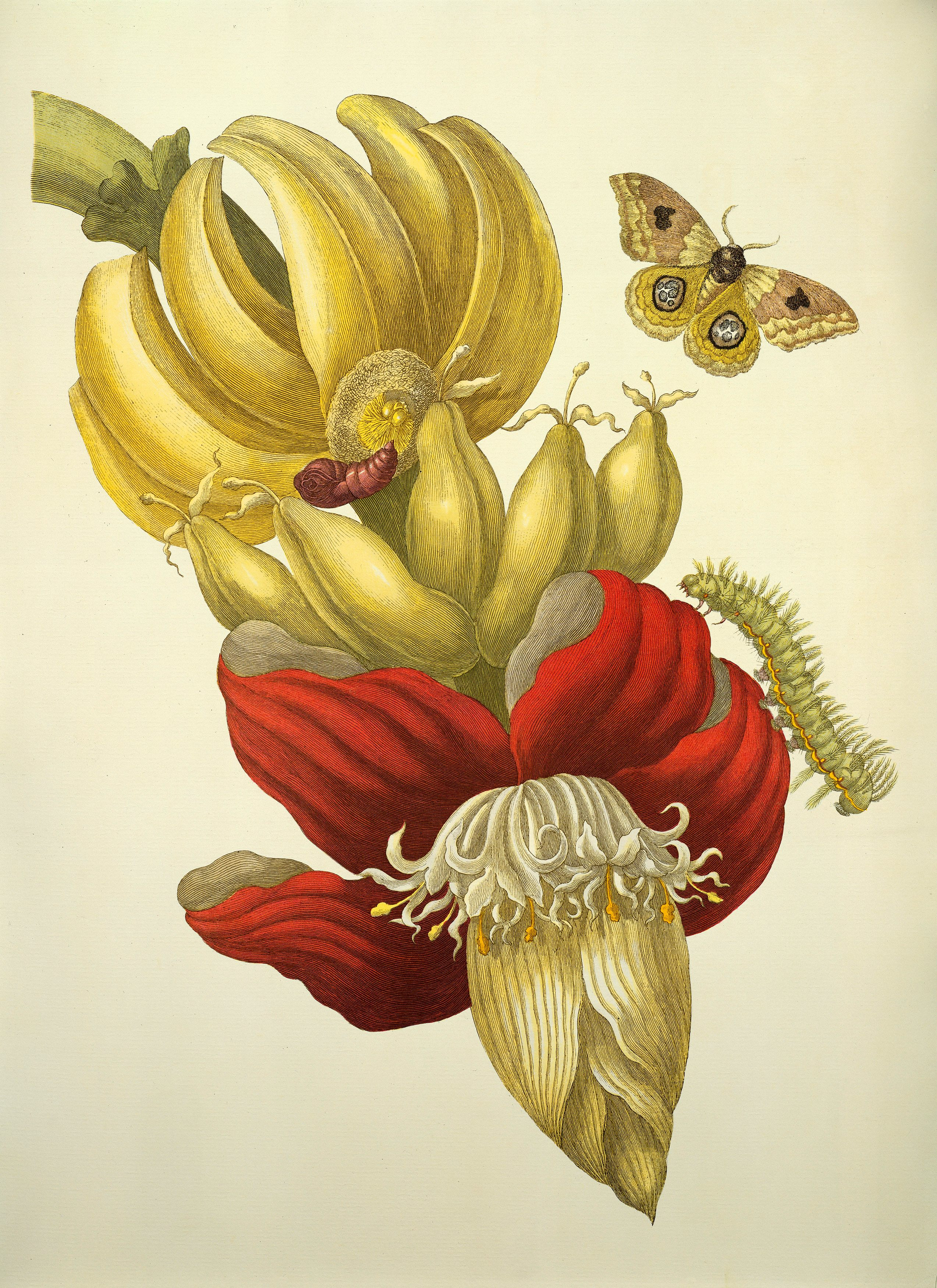 Botanical phone wallpaper from a Merian engraving: a hand of yellow bananas over a deep red banana flower, with a moth and a caterpillar on cream paper