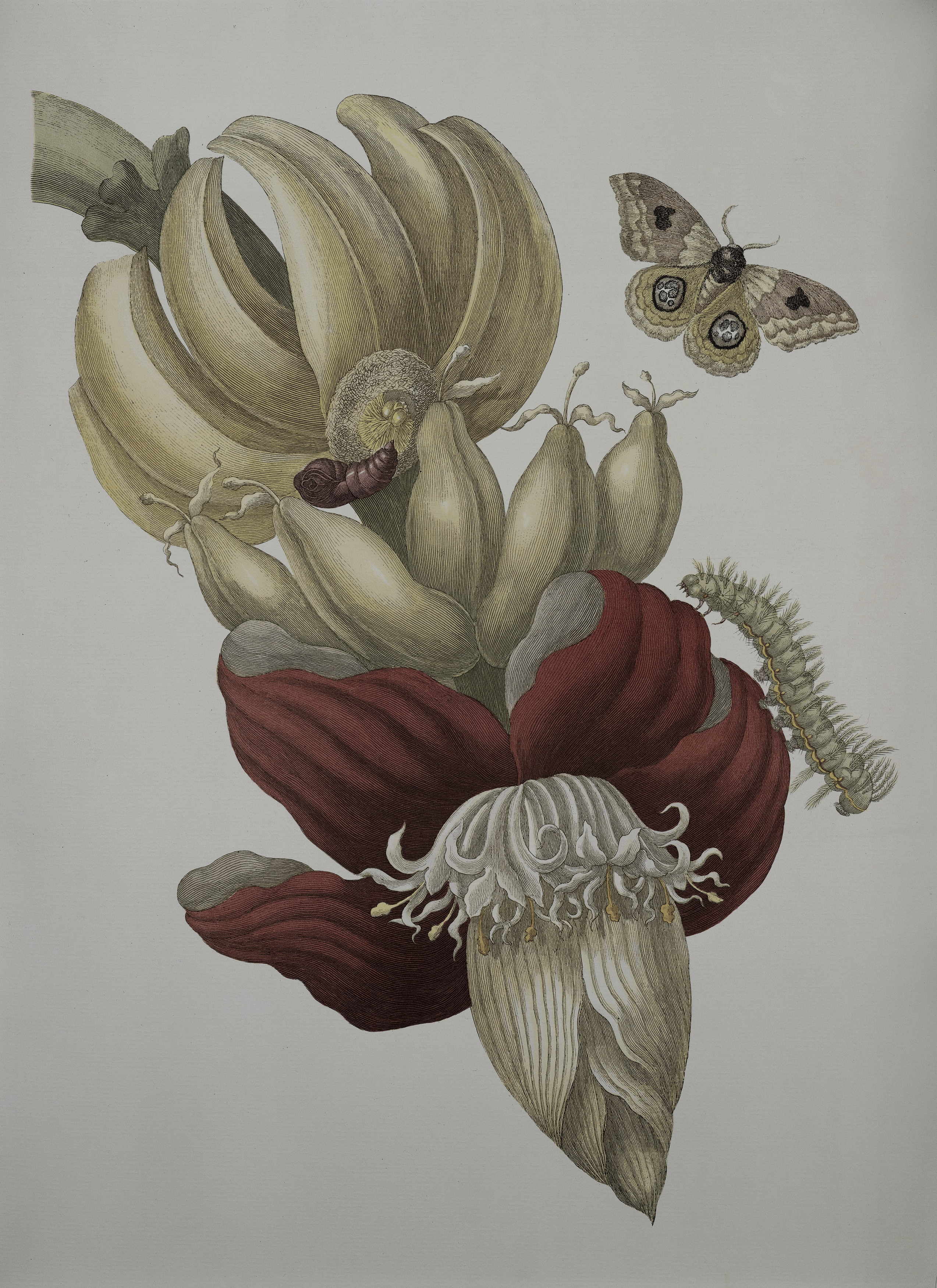 Banana Flower, the whole painting