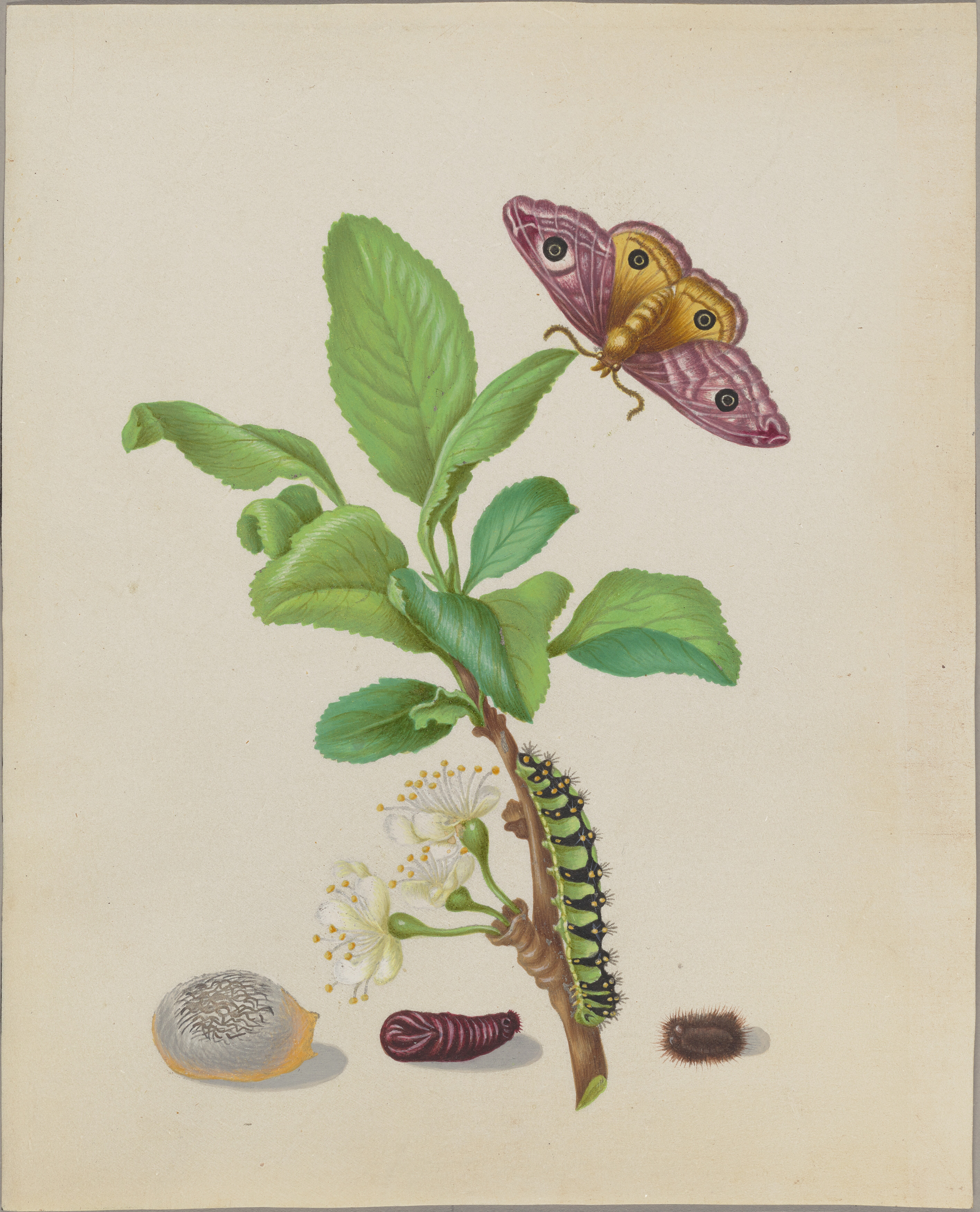 Botanical phone wallpaper from a Merian drawing: a damson plum branch in leaf and white blossom, a pink-eyed emperor moth above it, caterpillar and cocoon below