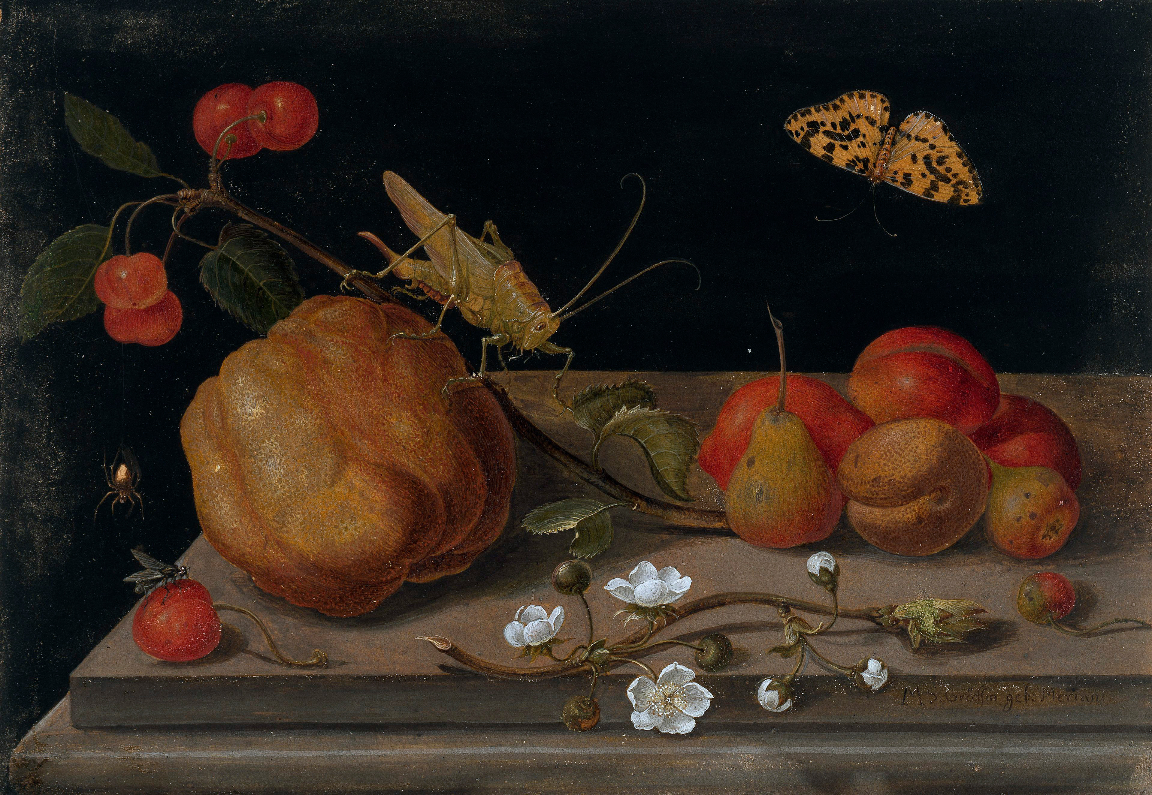 Dark still life desktop wallpaper from a Merian painting: a quince, cherries and apricots on a stone ledge with a grasshopper and a butterfly, black behind