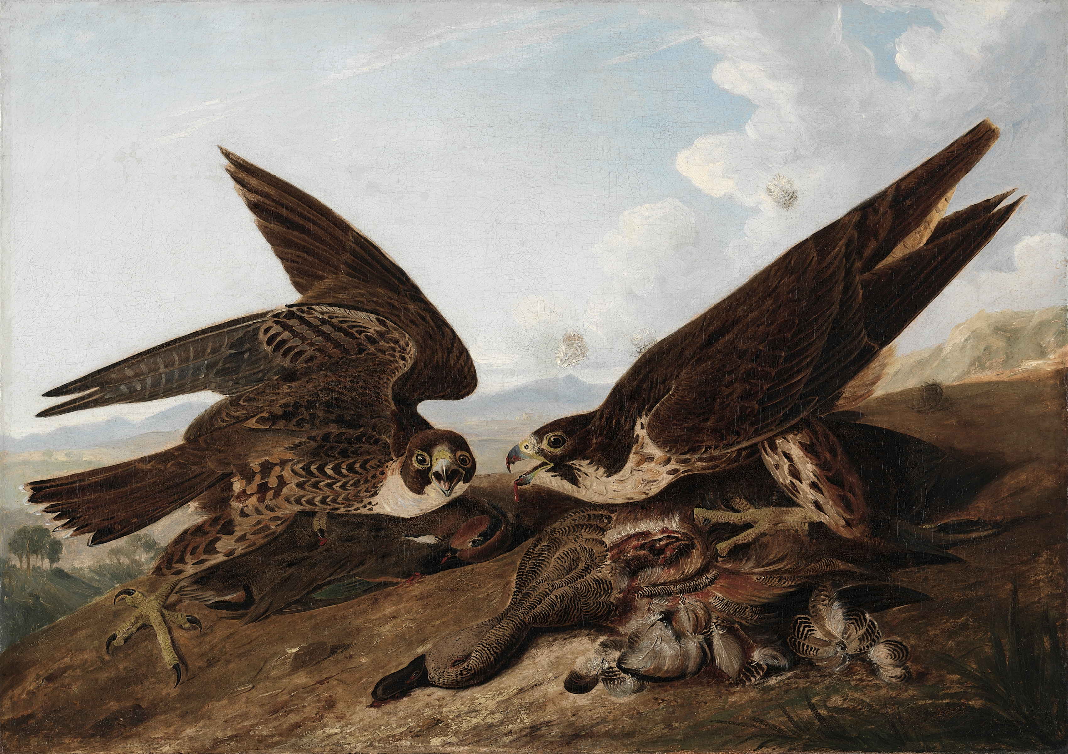 Bird desktop wallpaper from a painting: Peregrine Falcons, John James Audubon, c. 1827 — Cleveland Museum of Art