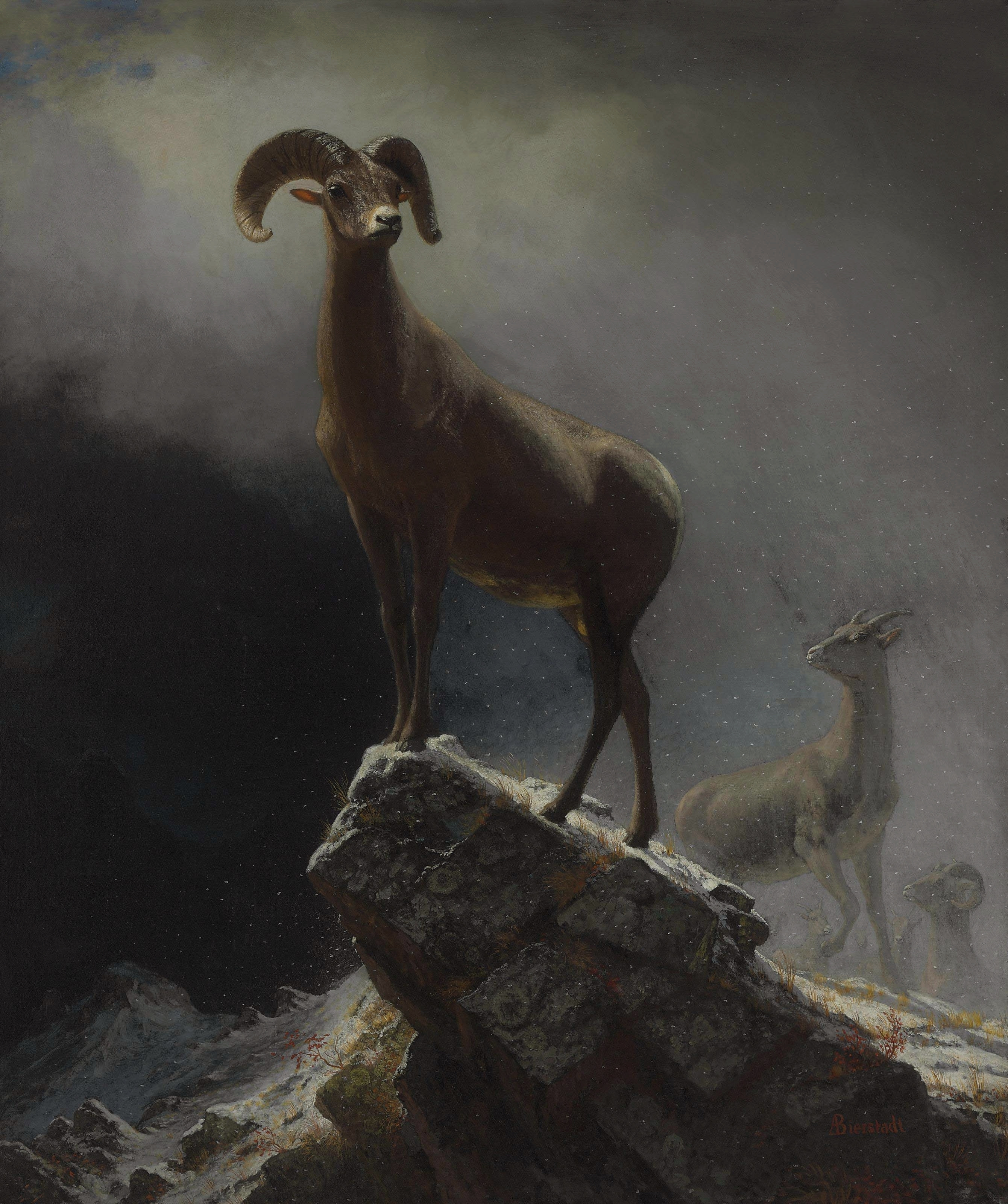 Rocky Mountain Sheep, the whole painting