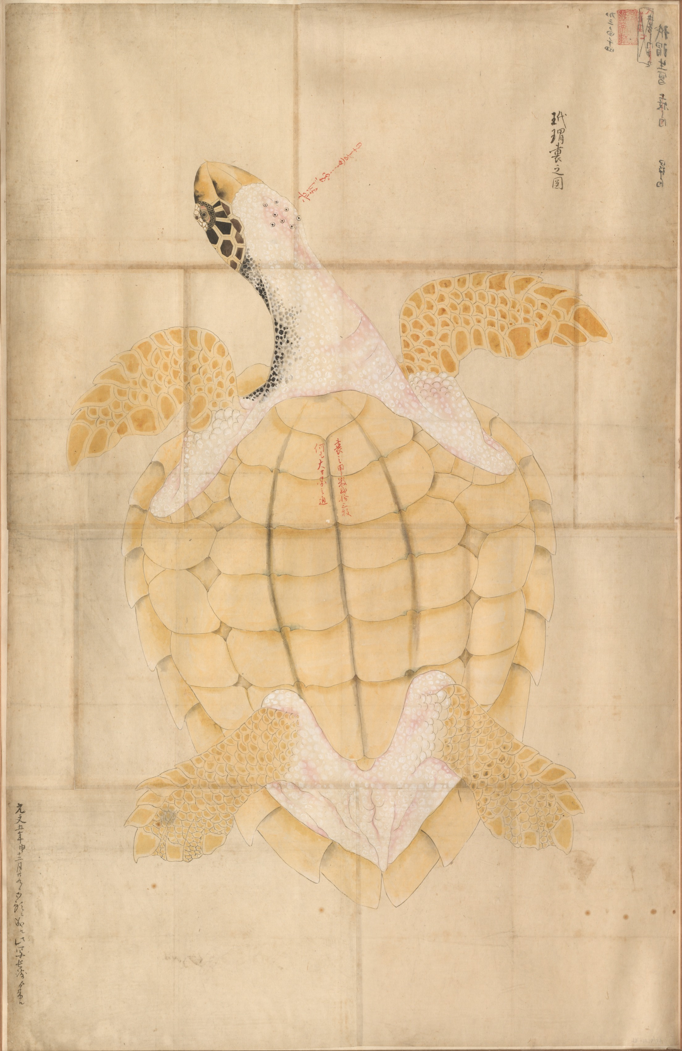Japanese painting phone wallpaper from a painting: Tortoise, Japan, 1700s — Cleveland Museum of Art