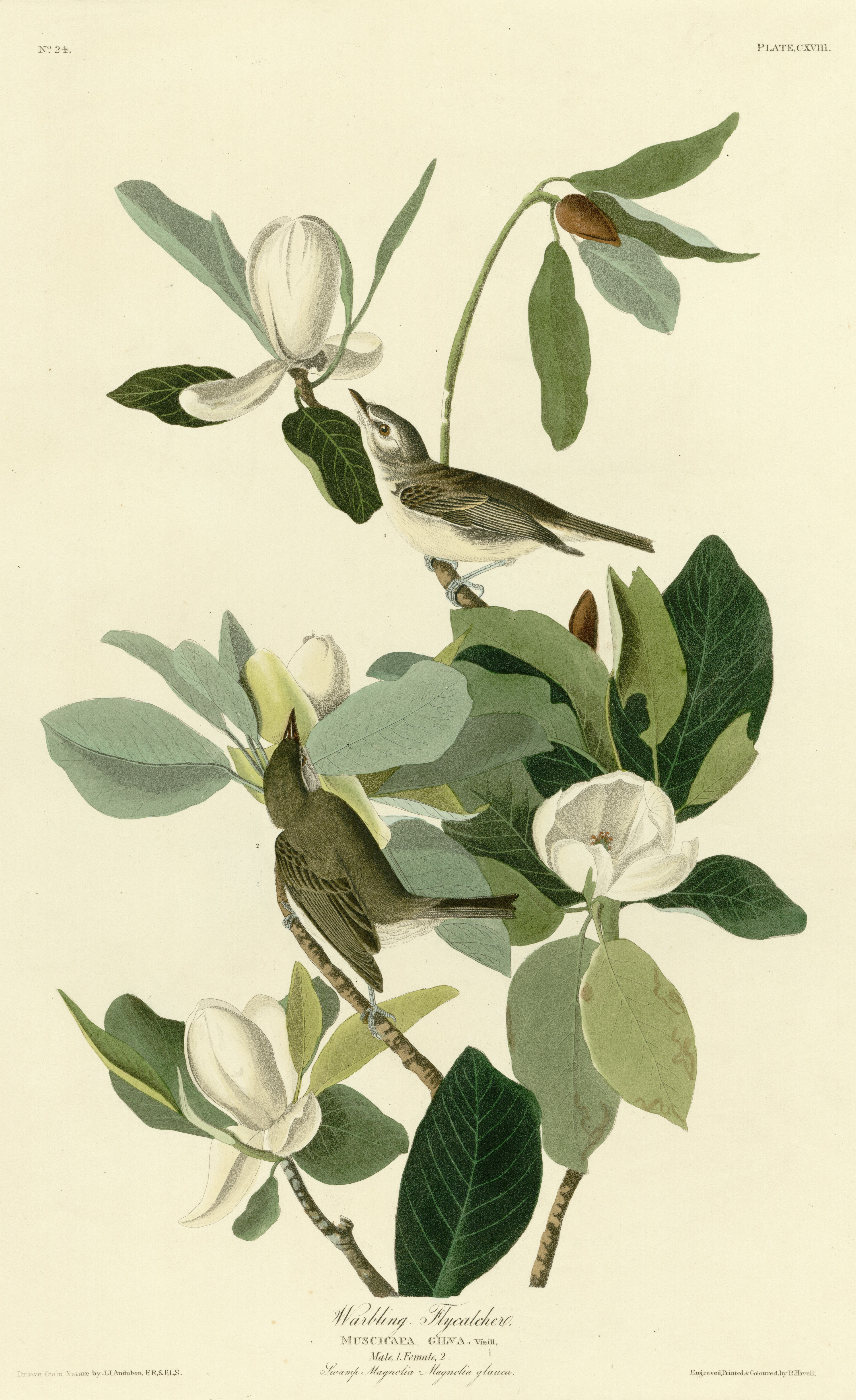 Bird illustration phone wallpaper from an Audubon engraving: two pale grey flycatchers among broad white magnolia flowers and dark leaves