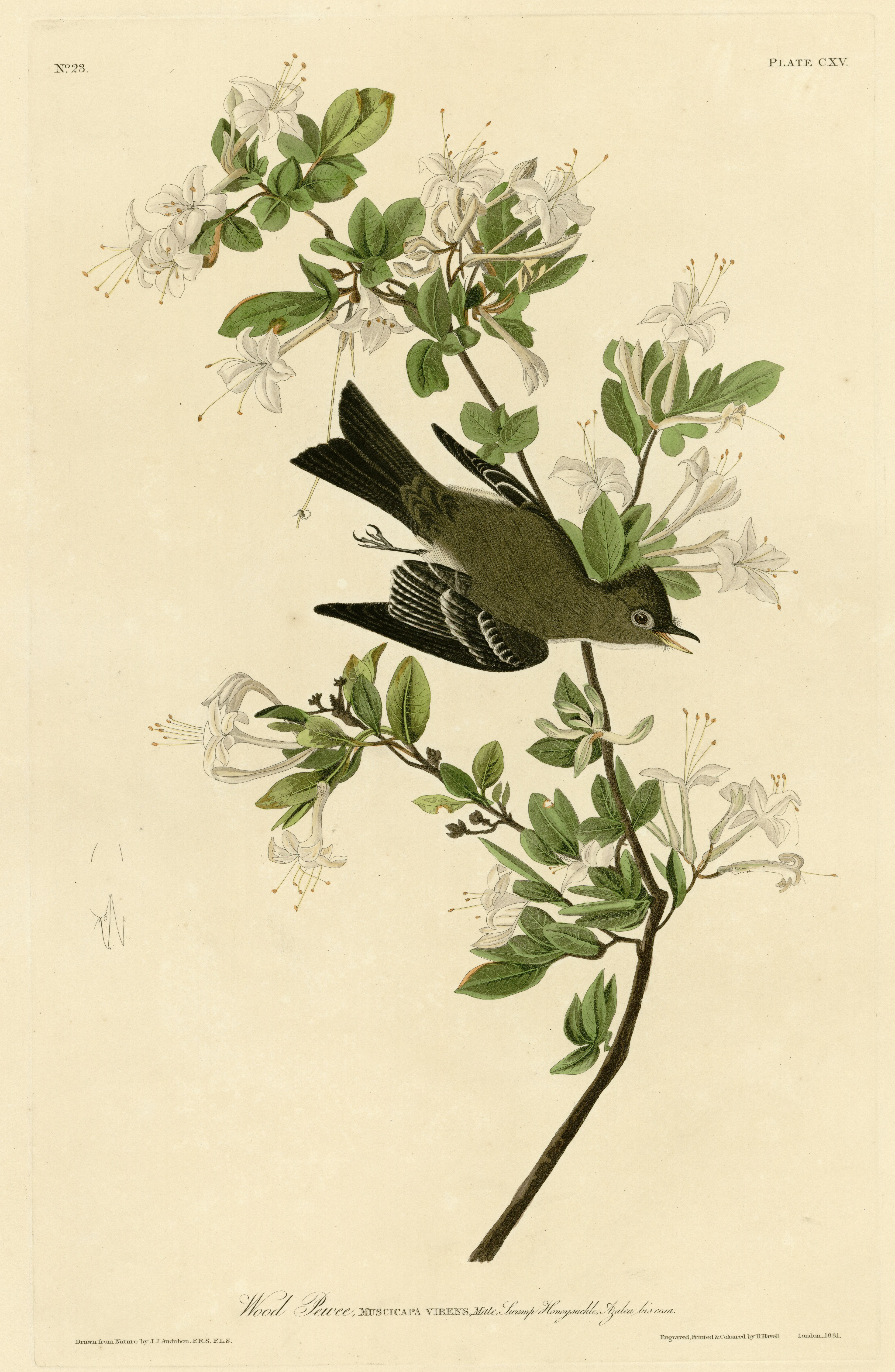 Bird illustration phone wallpaper from an Audubon engraving: an olive wood pewee hanging head-down from a branch of small white blossom on cream paper