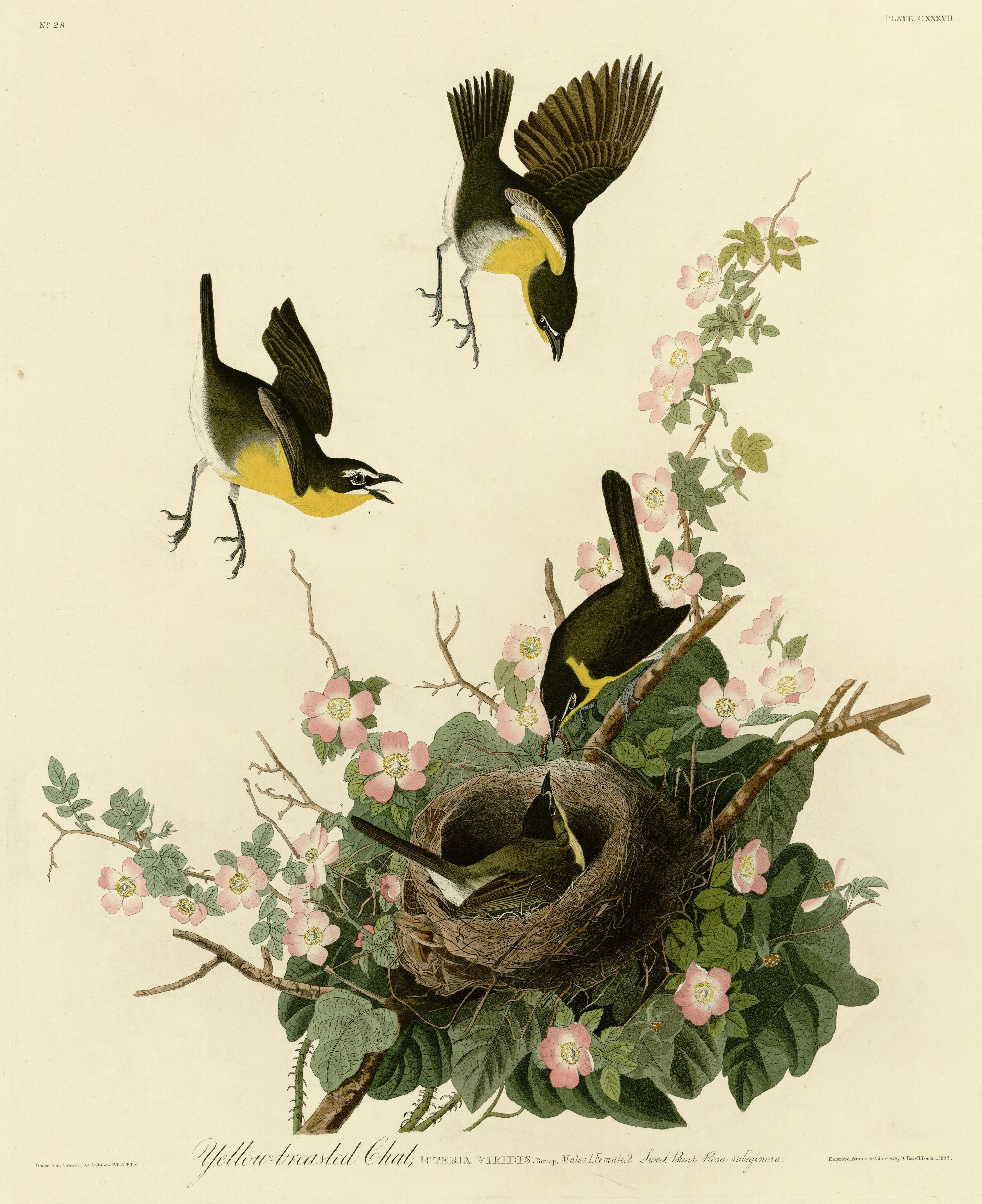 Bird illustration phone wallpaper from an Audubon engraving: four yellow-breasted chats around a nest in a tangle of pink wild roses, one bird in flight above